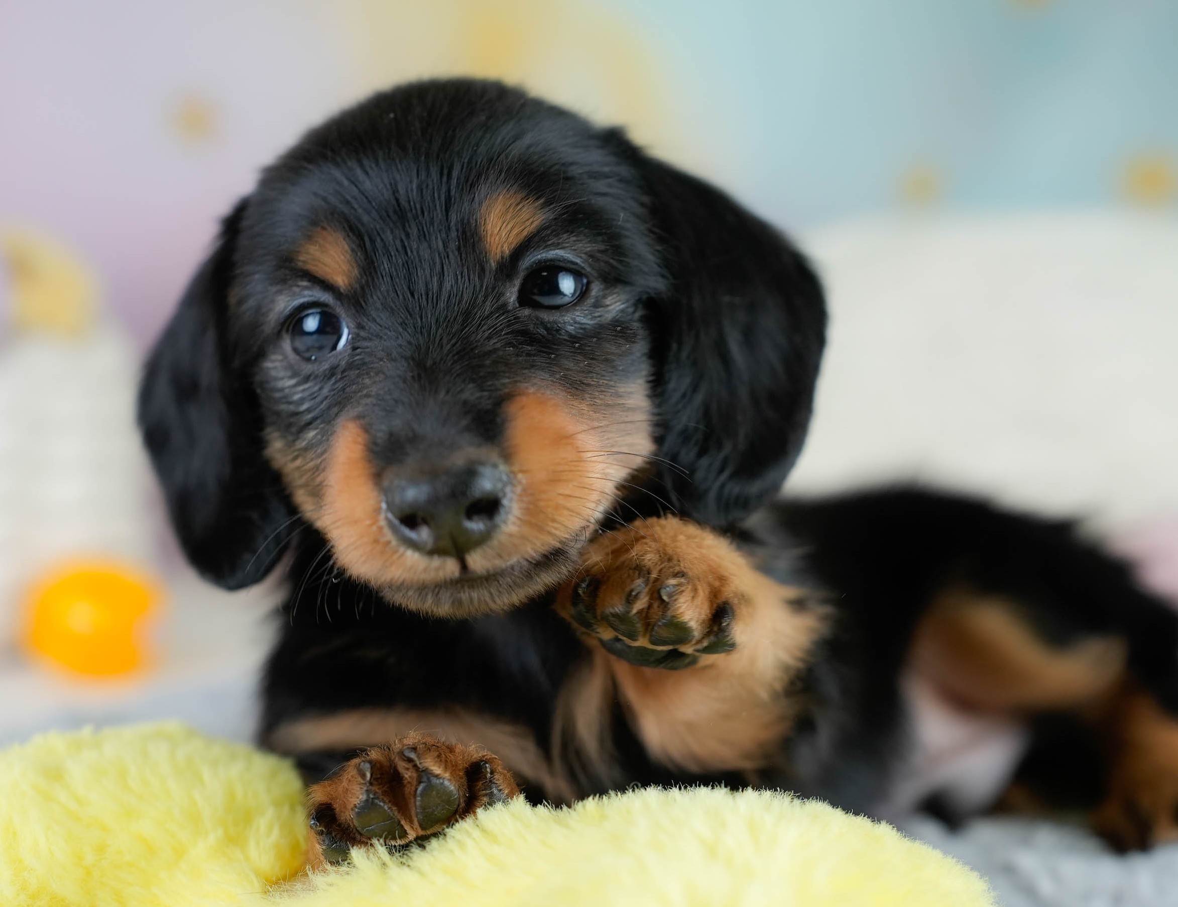 カニンヘン・ダックスフンド(ロング) | 男の子 | ブラックタン | 2025年10月18日