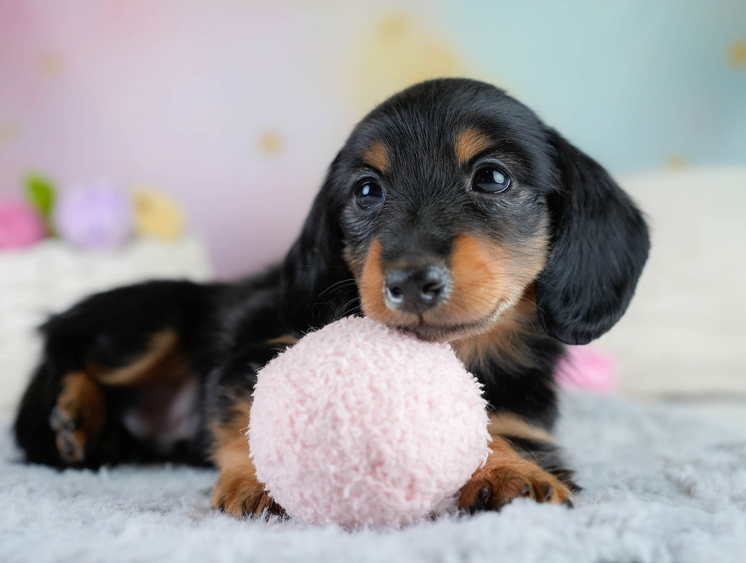 カニンヘン・ダックスフンド(ロング) | 男の子 | ブラックタン | 2025年10月18日