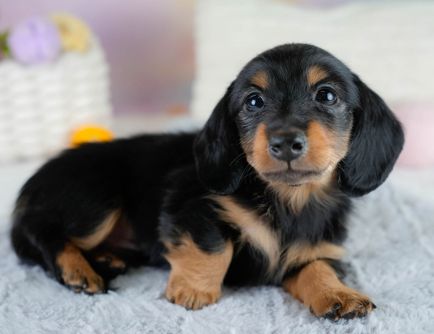 カニンヘン・ダックスフンド(ロング) | 男の子 | ブラックタン | 2025年10月18日