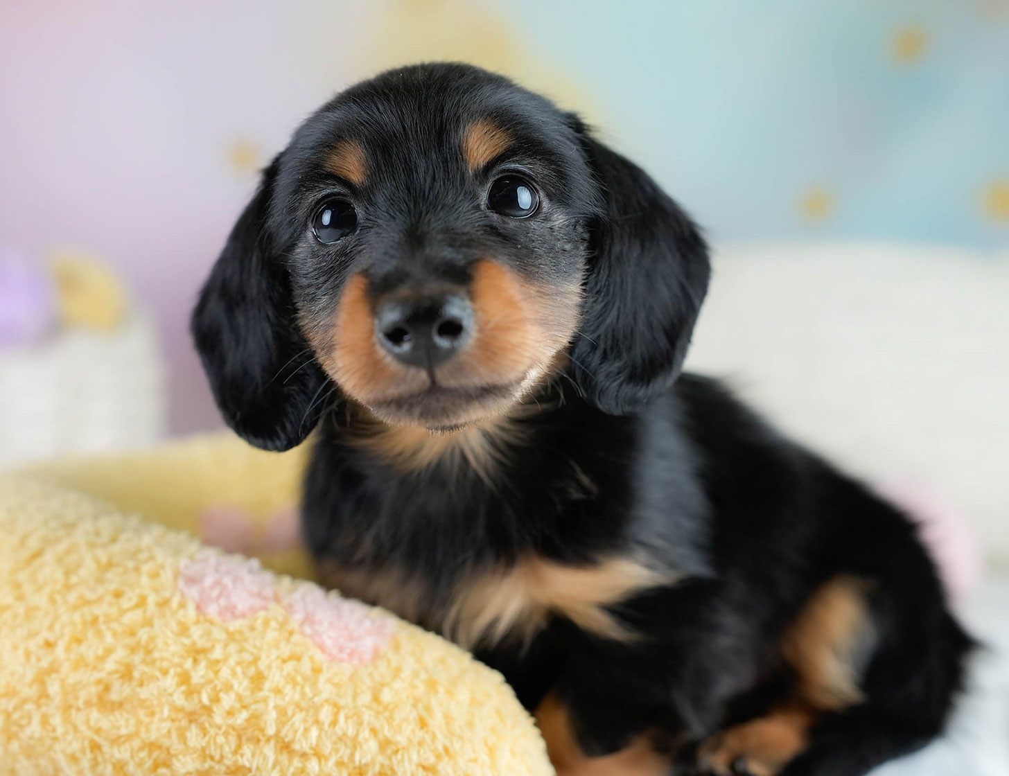 カニンヘン・ダックスフンド(ロング) | 男の子 | ブラックタン | 2025年10月18日