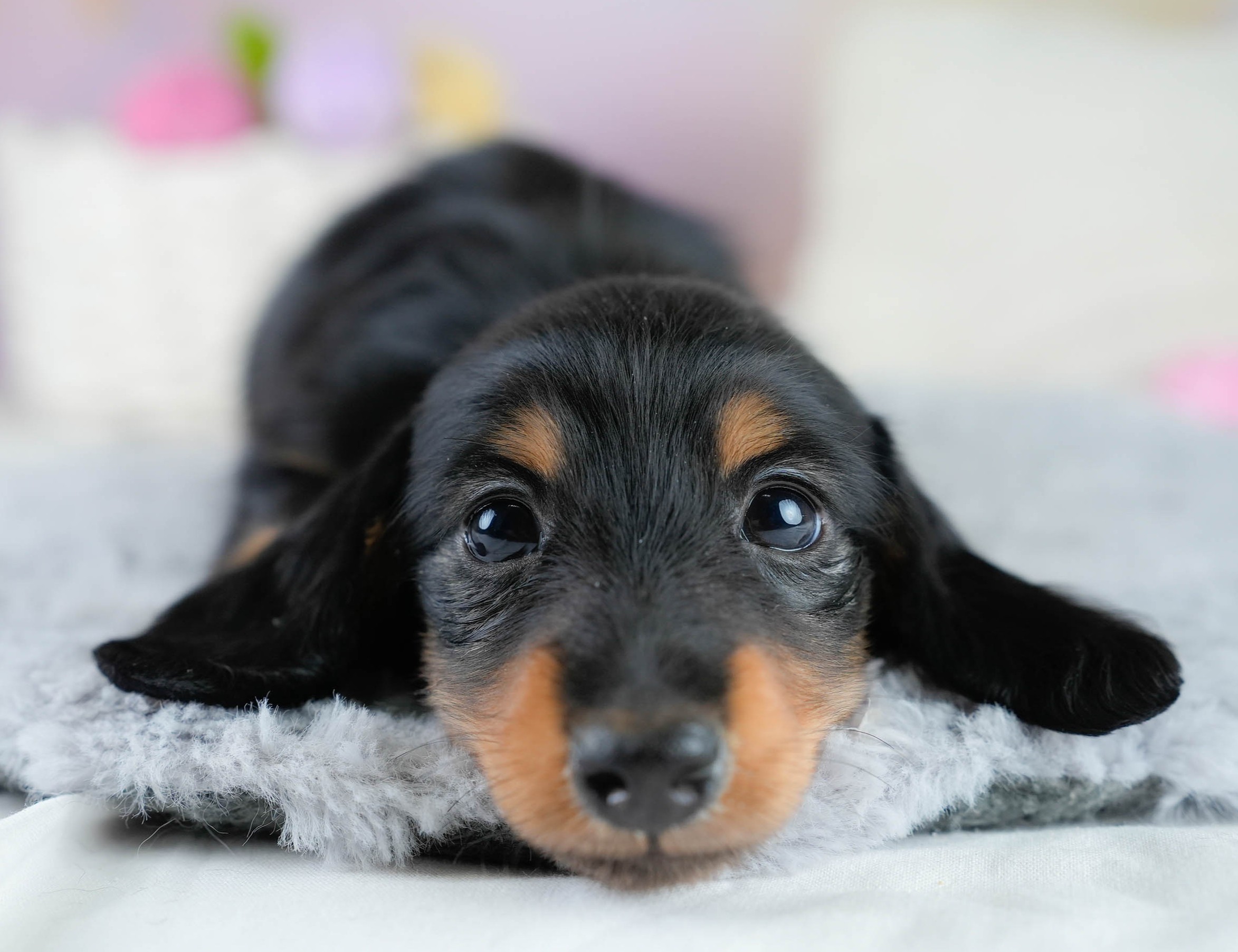 カニンヘン・ダックスフンド(ロング) | 男の子 | ブラックタン | 2025年10月18日