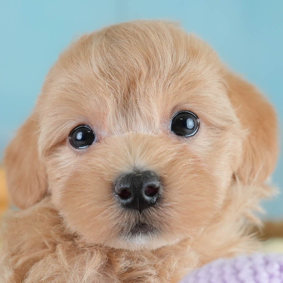 マルプー | 男の子 | アプリコット | 2025年10月19日