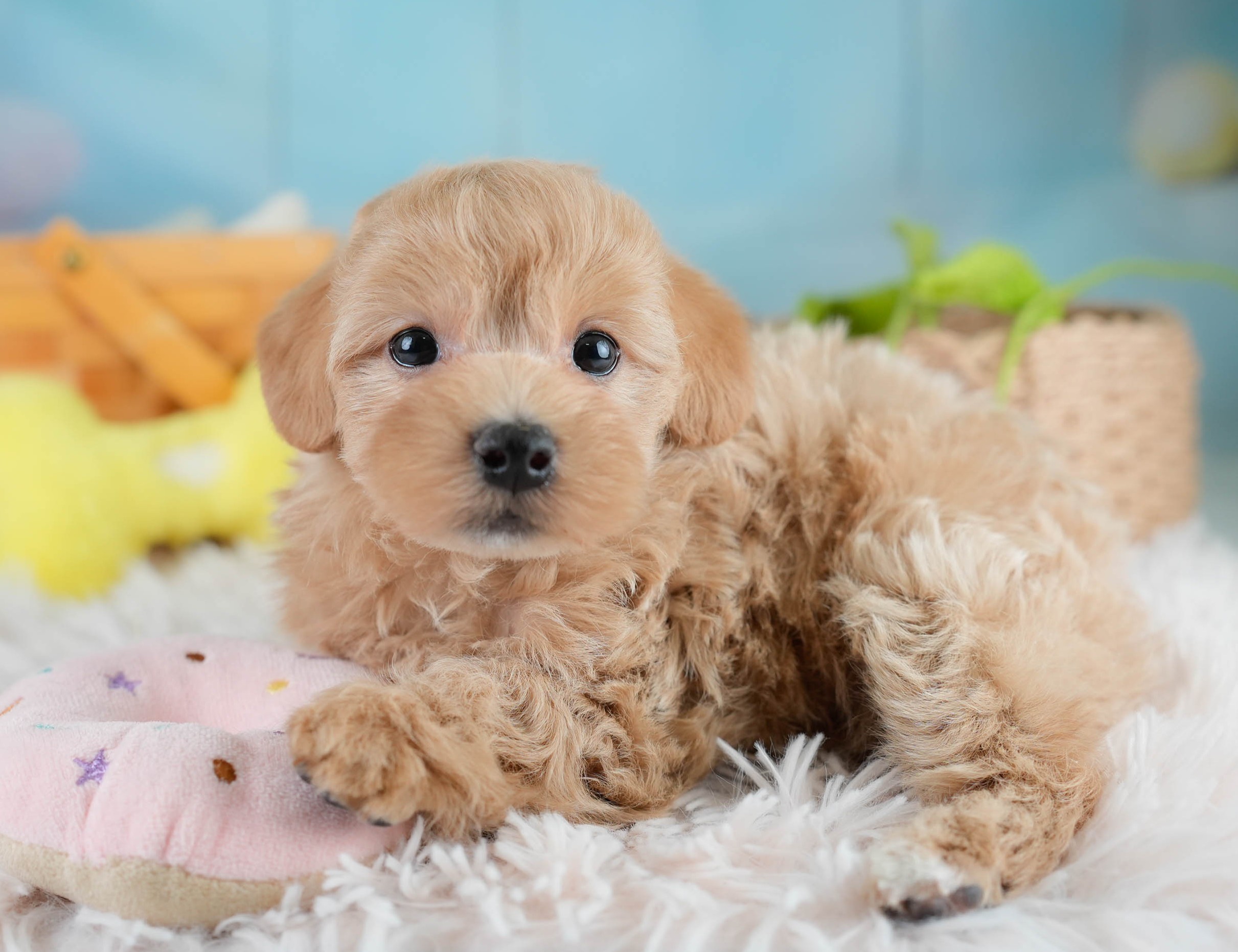 マルプー | 男の子 | アプリコット | 2025年10月19日