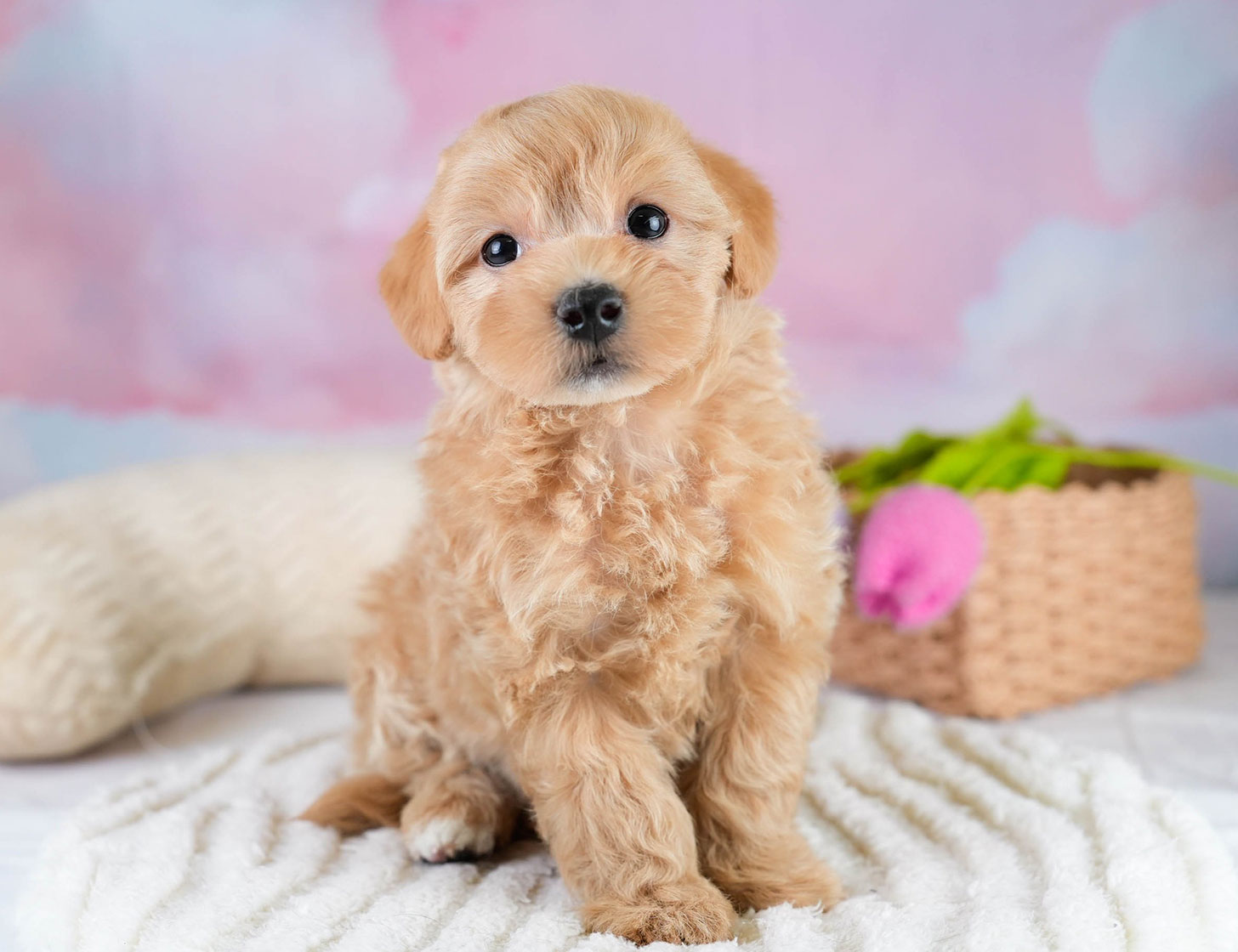 マルプー | 男の子 | アプリコット | 2025年10月19日