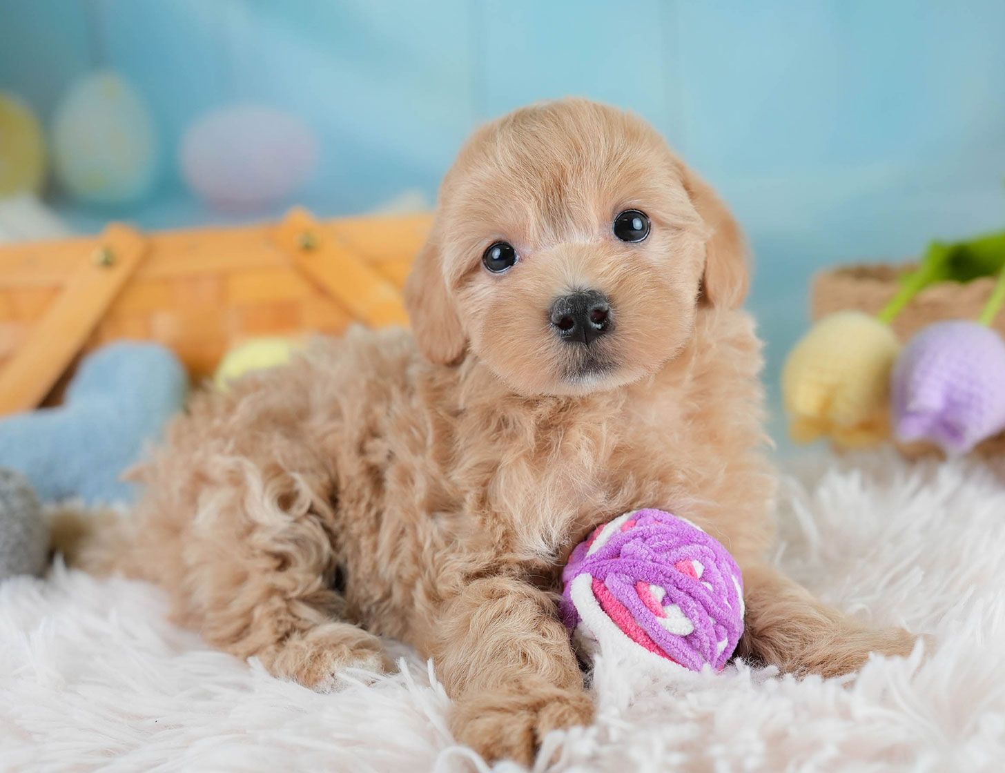 マルプー | 男の子 | アプリコット | 2025年10月19日