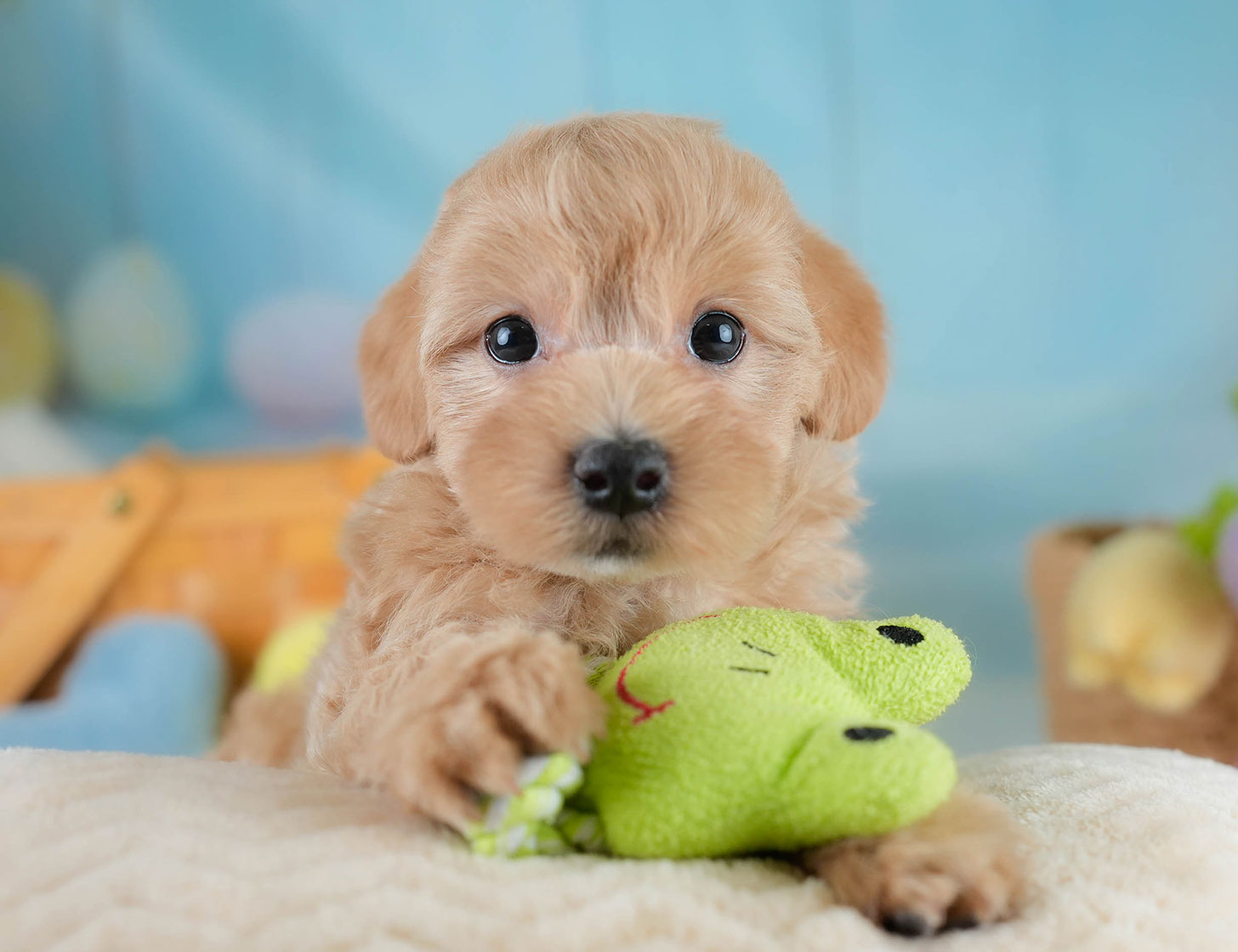 マルプー | 男の子 | アプリコット | 2025年10月19日