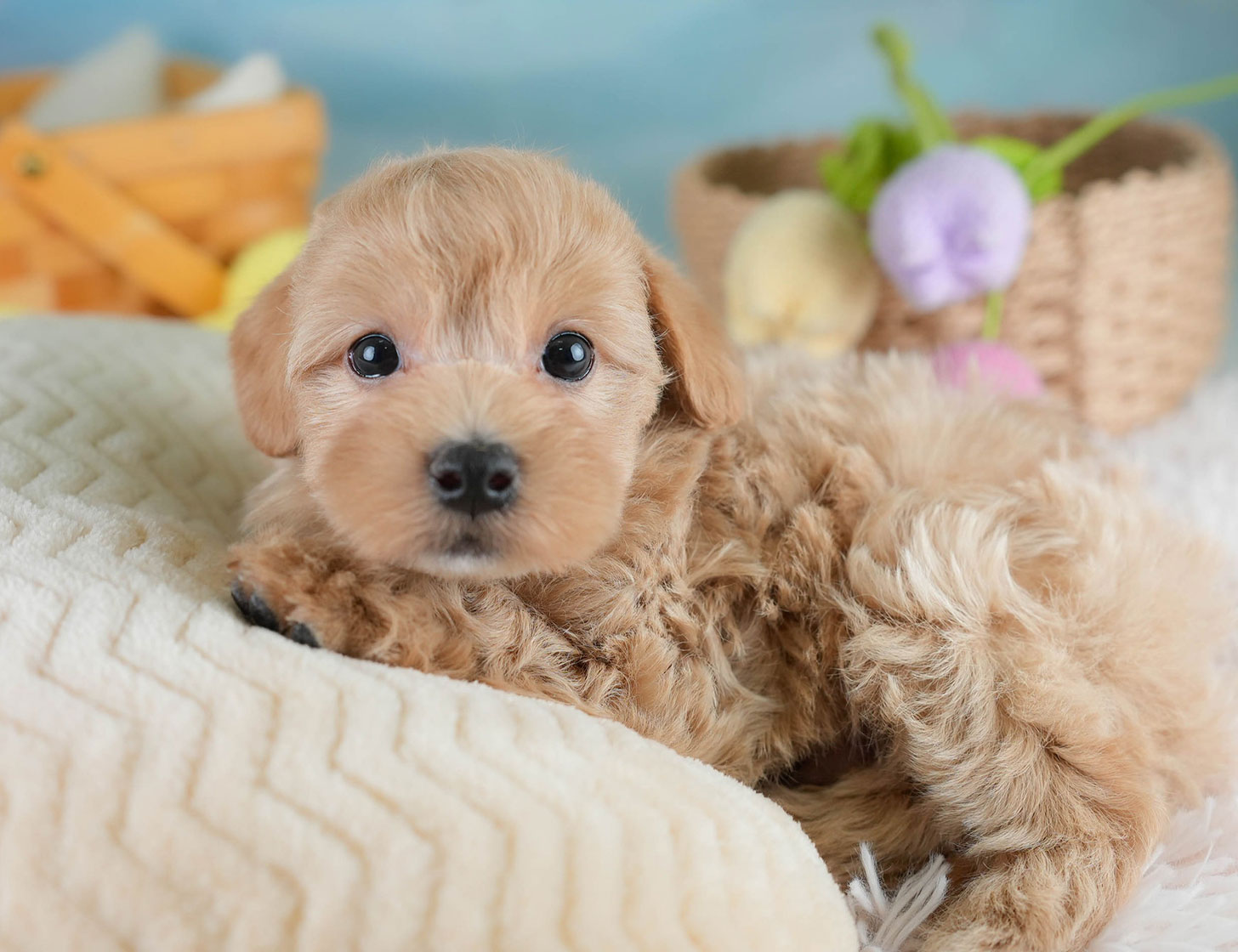 マルプー | 男の子 | アプリコット | 2025年10月19日