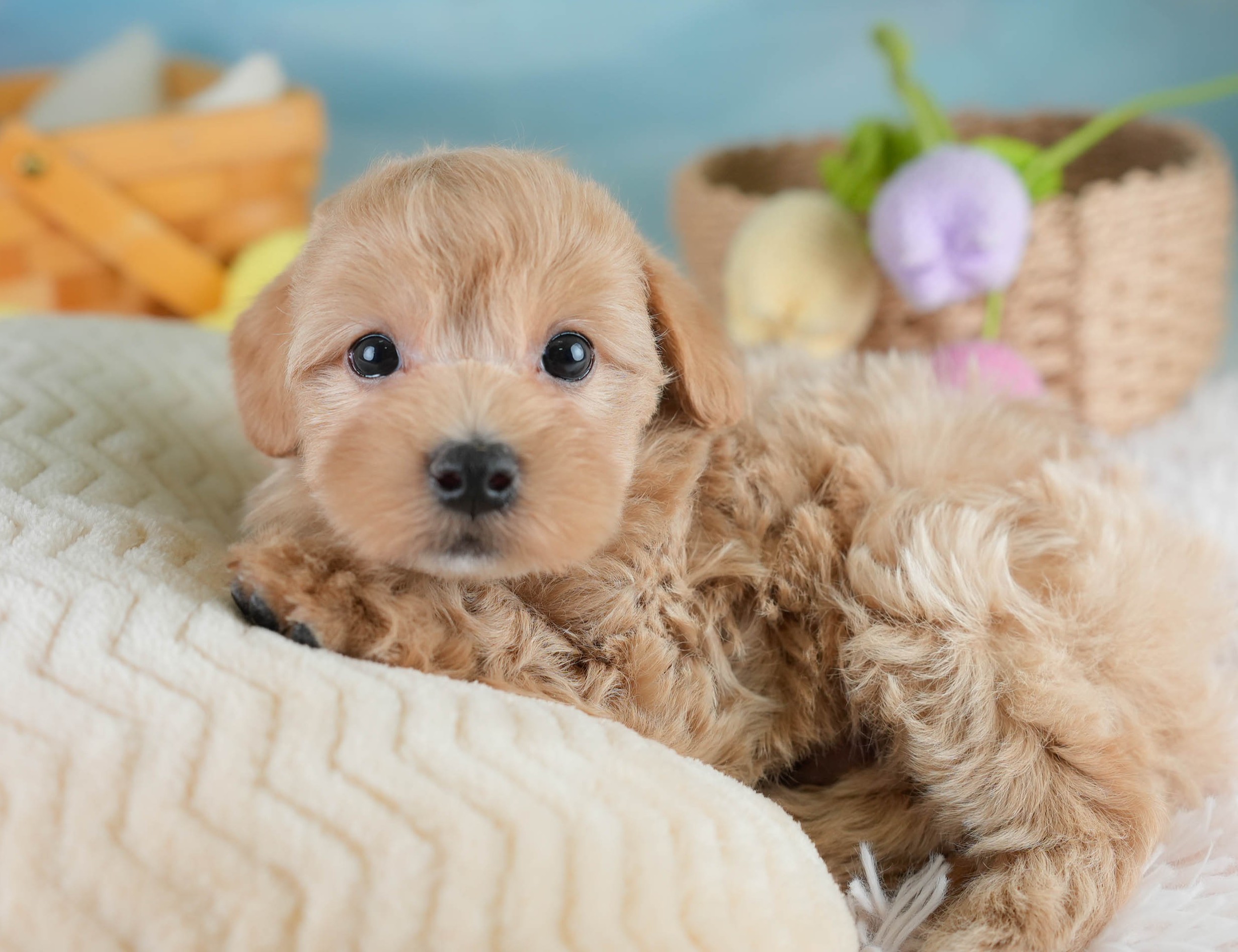 マルプー | 男の子 | アプリコット | 2025年10月19日