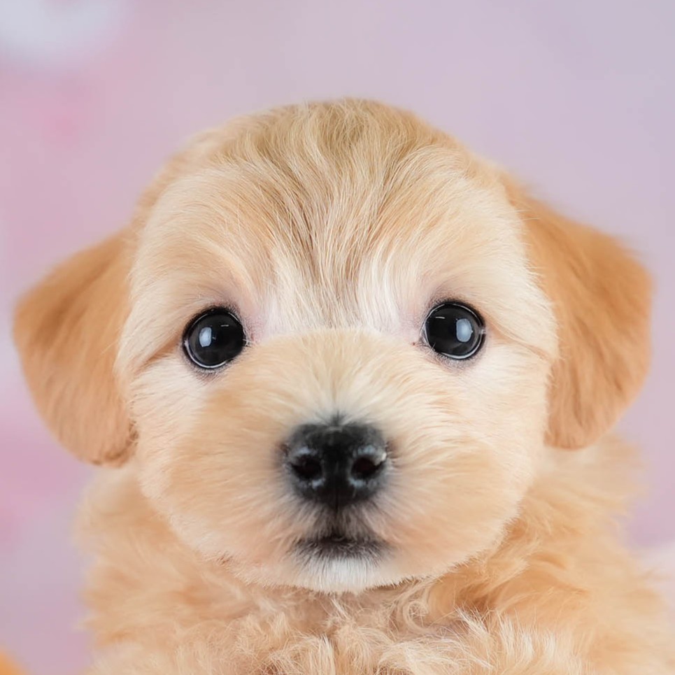 マルプー | 女の子 | アプリコット | 2025年10月19日