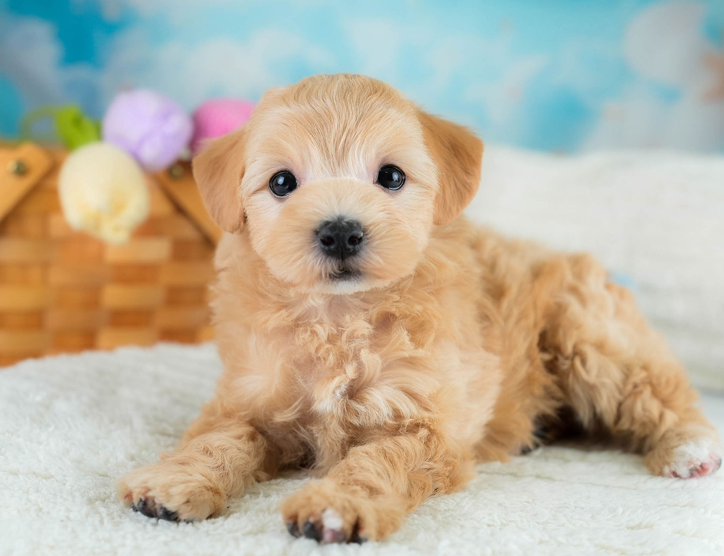 マルプー | 女の子 | アプリコット | 2025年10月19日