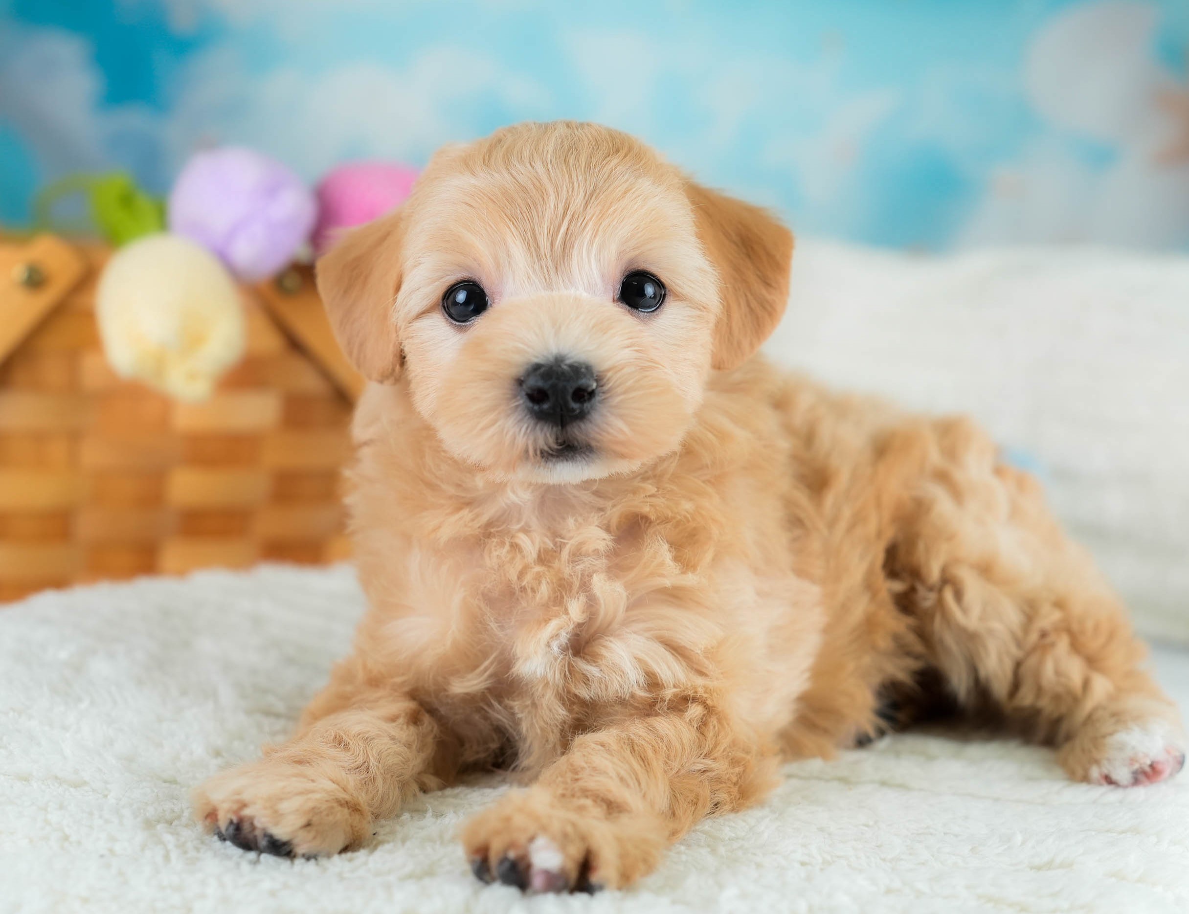 マルプー | 女の子 | アプリコット | 2025年10月19日