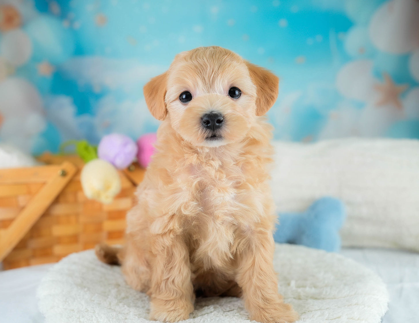 マルプー | 女の子 | アプリコット | 2025年10月19日