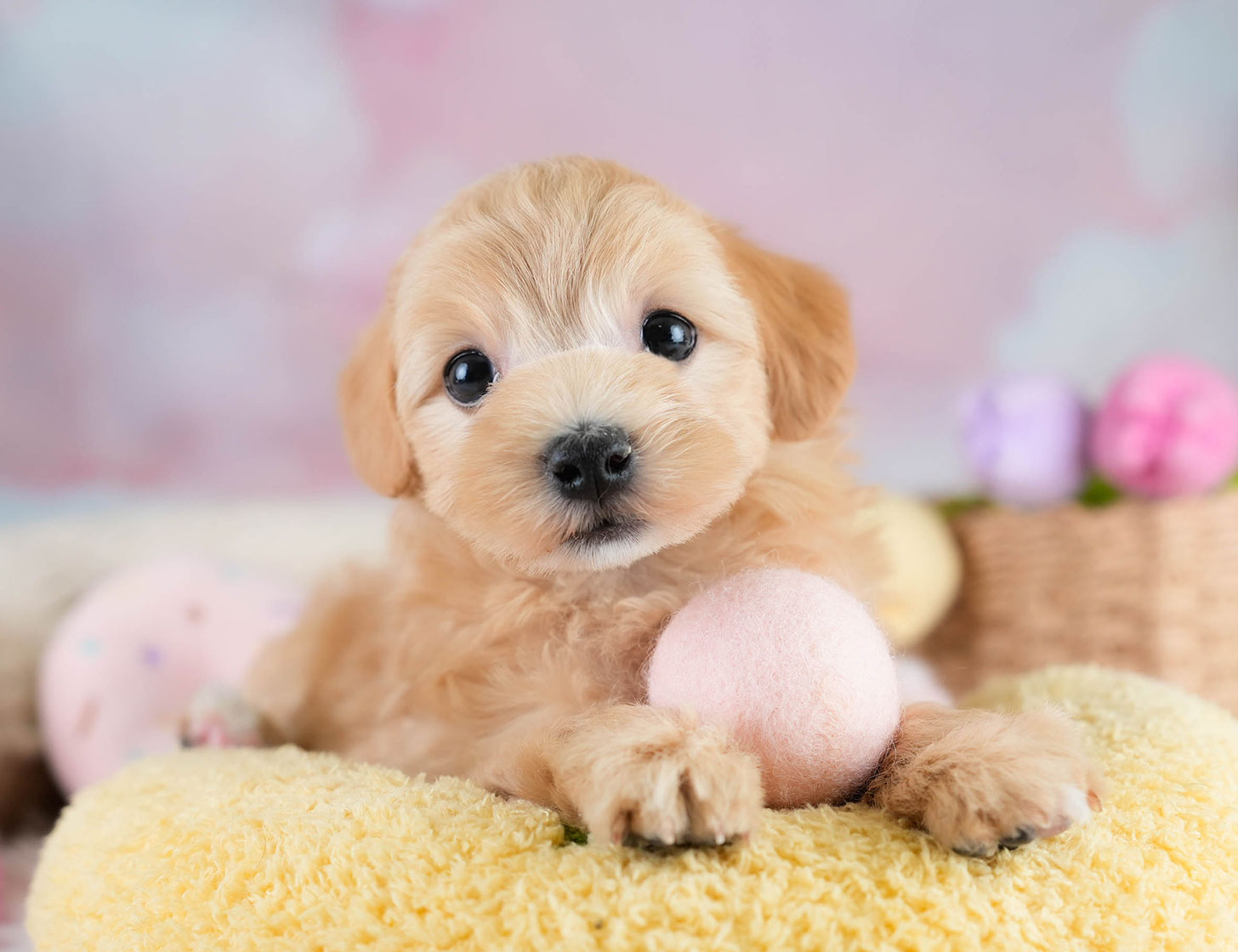 マルプー | 女の子 | アプリコット | 2025年10月19日