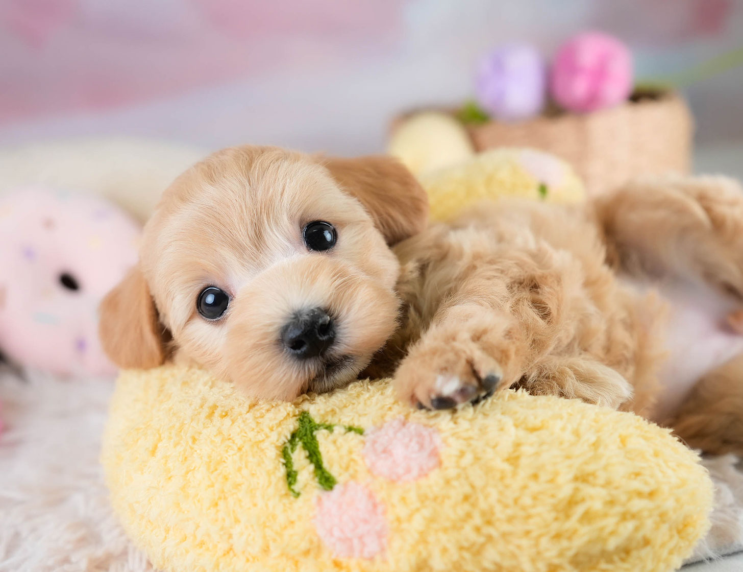 マルプー | 女の子 | アプリコット | 2025年10月19日