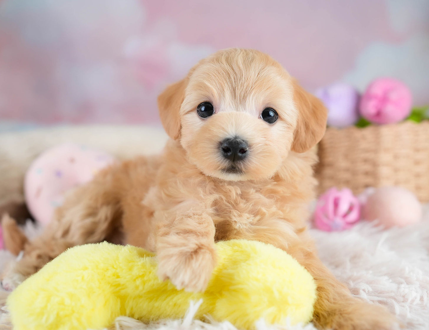 マルプー | 女の子 | アプリコット | 2025年10月19日