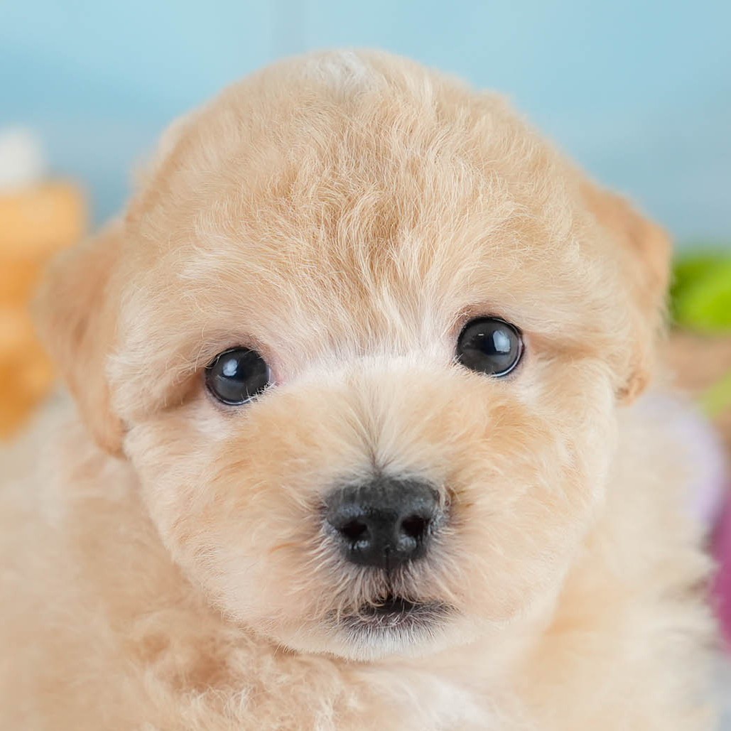 マルプー | 男の子 | アプリコット | 2025年10月19日