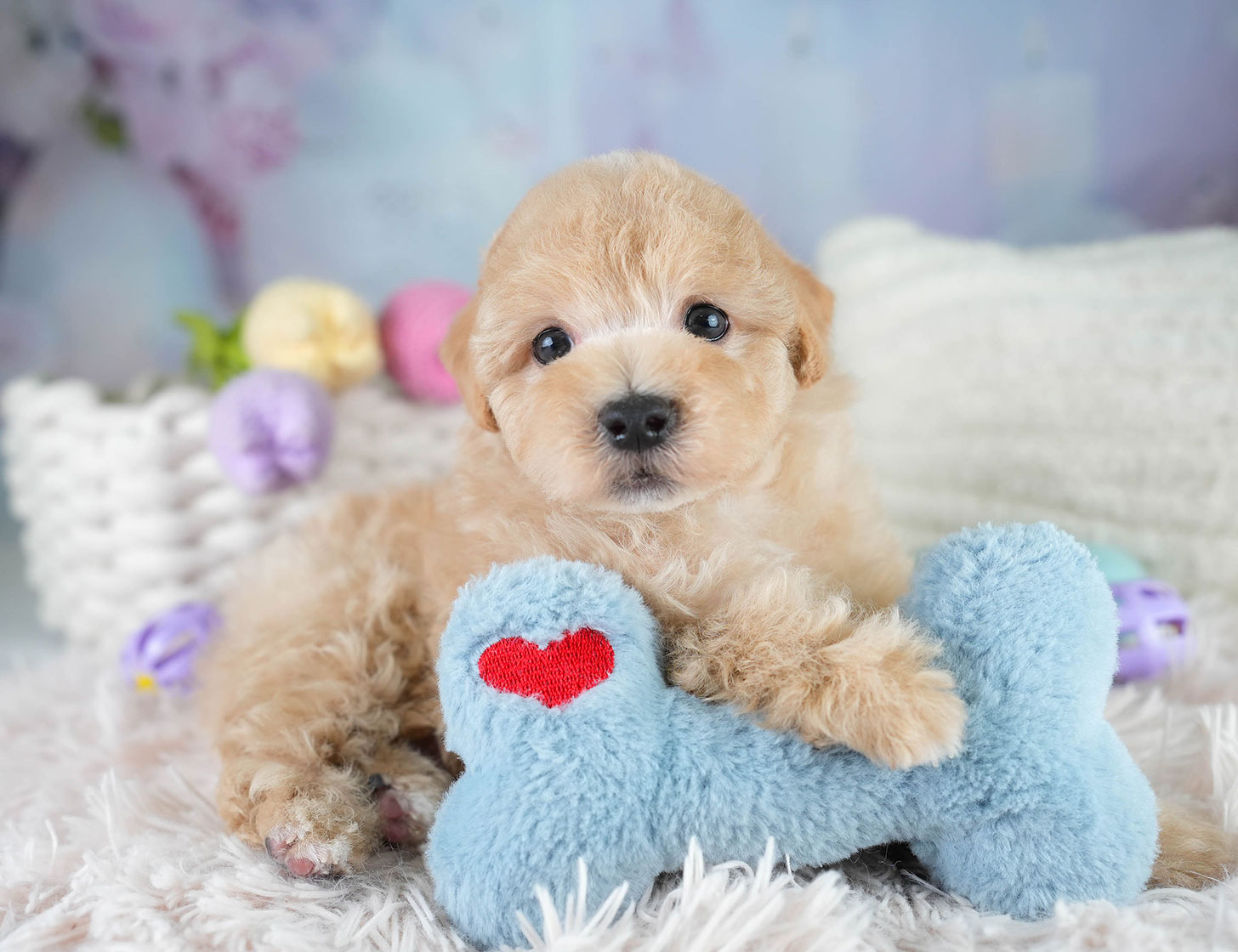 マルプー | 男の子 | アプリコット | 2025年10月19日