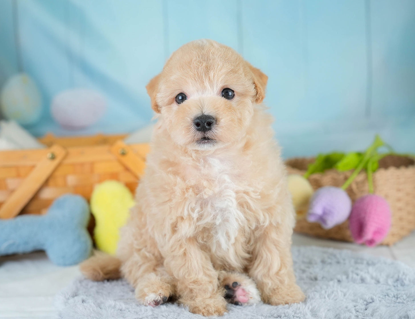 マルプー | 男の子 | アプリコット | 2025年10月19日