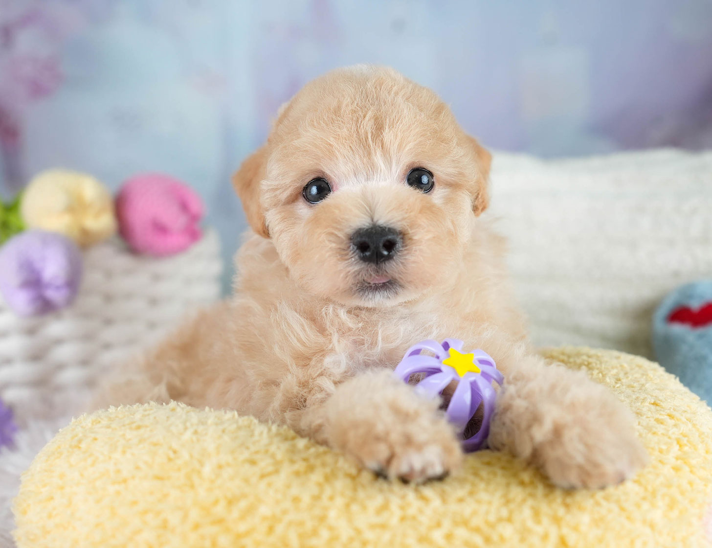 マルプー | 男の子 | アプリコット | 2025年10月19日