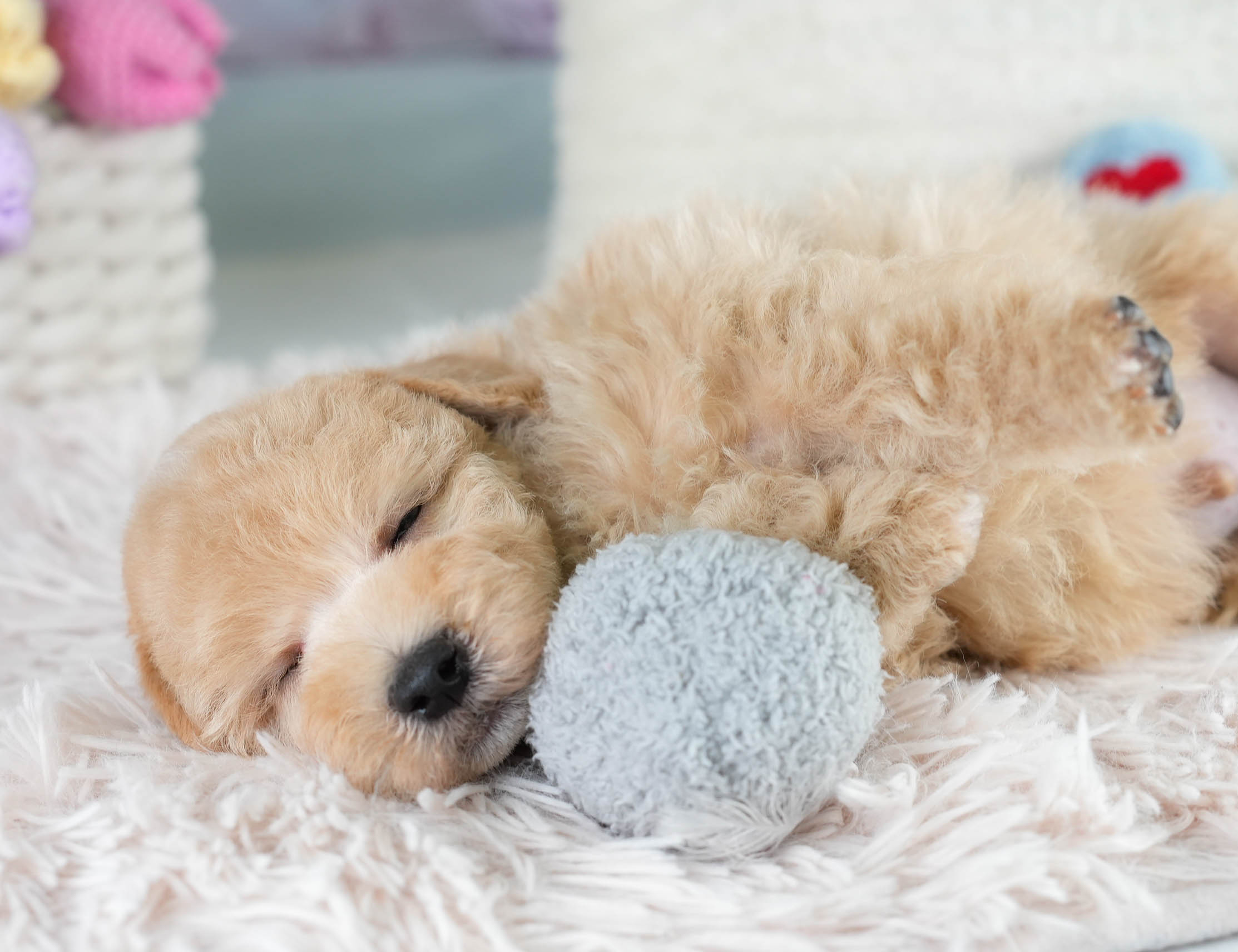 マルプー | 男の子 | アプリコット | 2025年10月19日