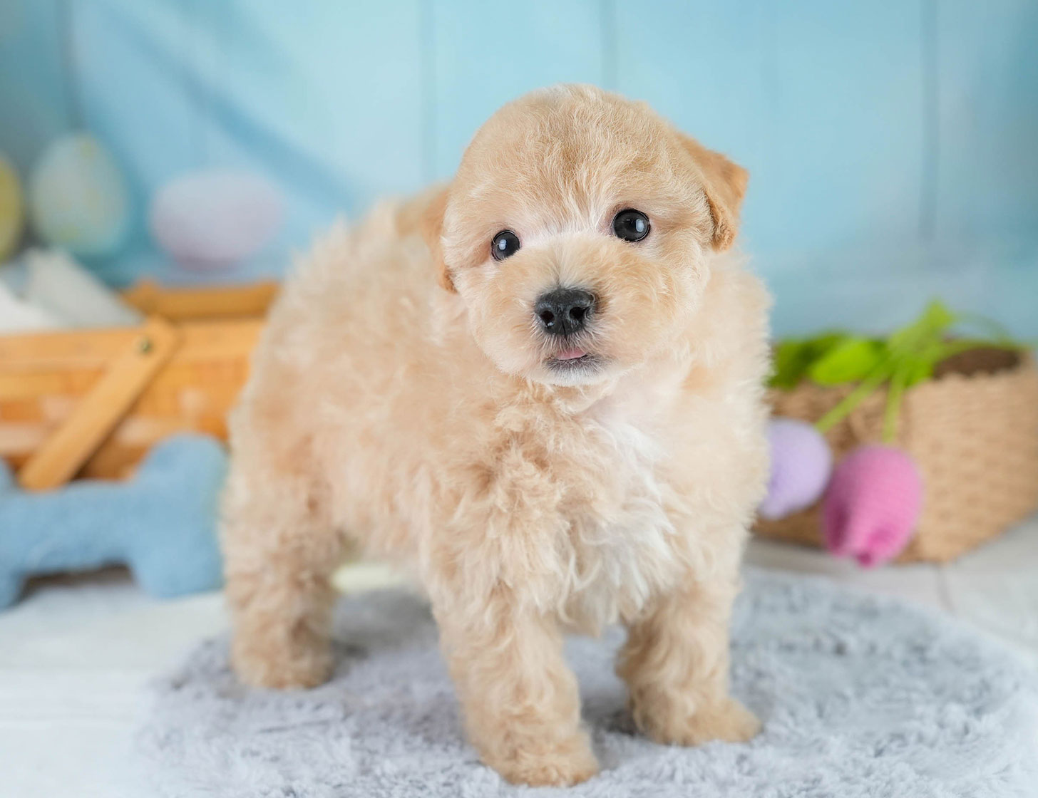 マルプー | 男の子 | アプリコット | 2025年10月19日