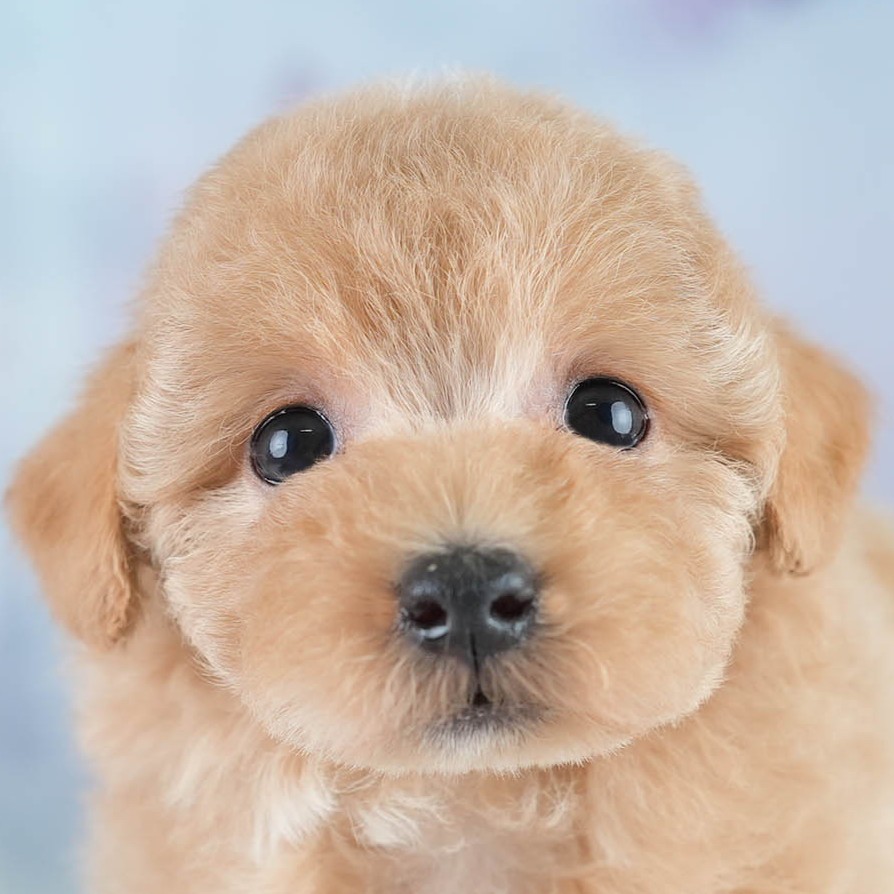 マルプー | 女の子 | アプリコット | 2025年10月19日