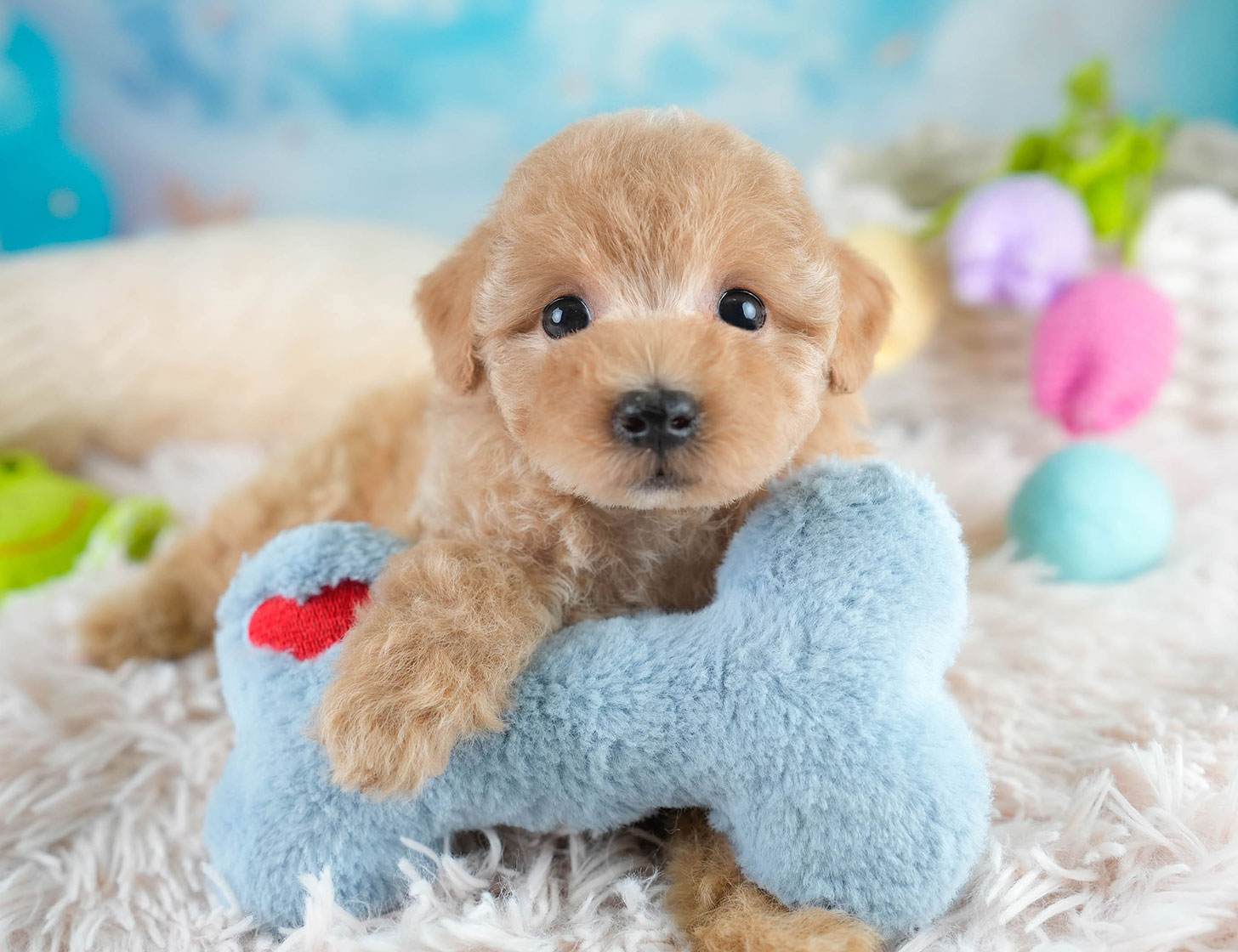 マルプー | 女の子 | アプリコット | 2025年10月19日