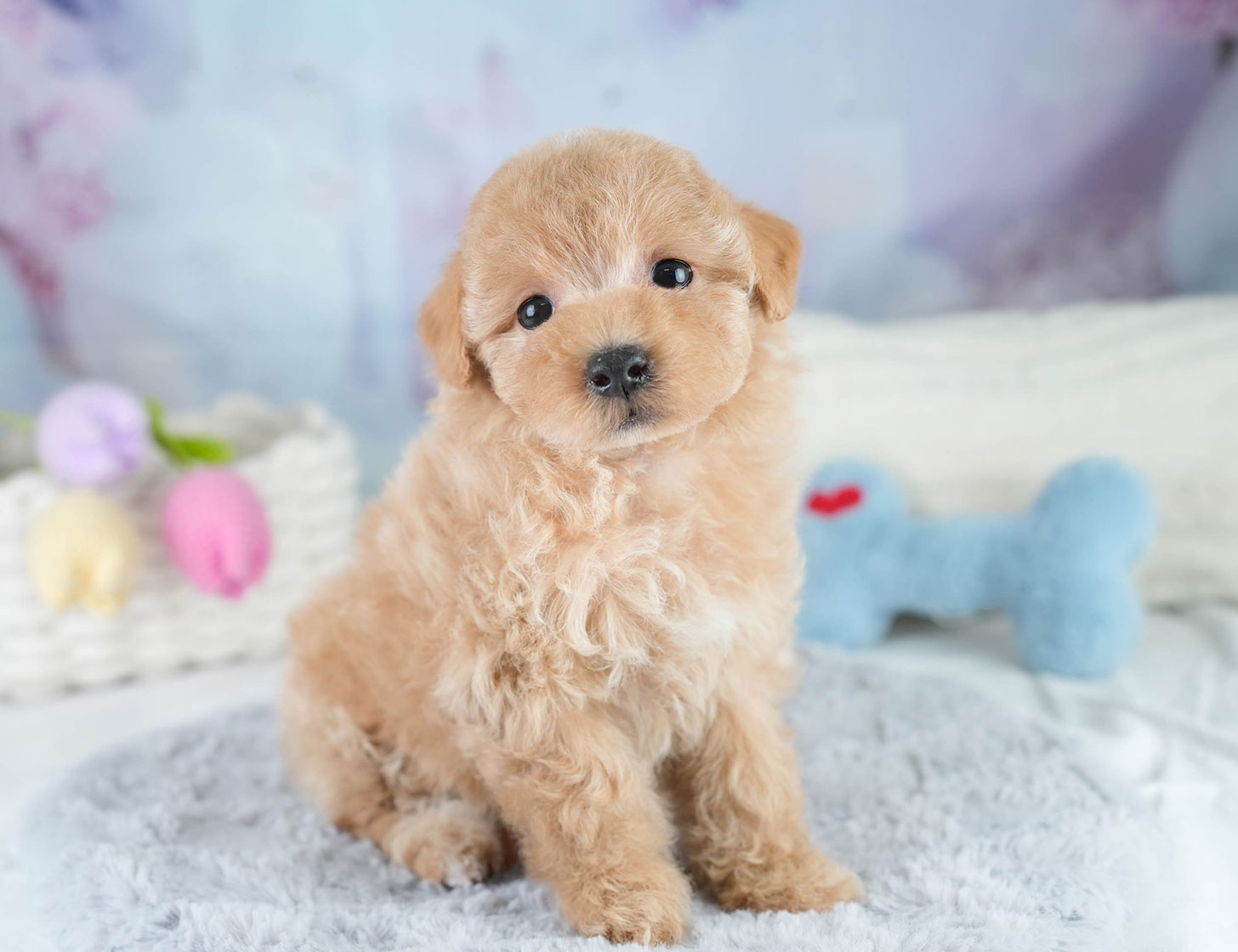 マルプー | 女の子 | アプリコット | 2025年10月19日