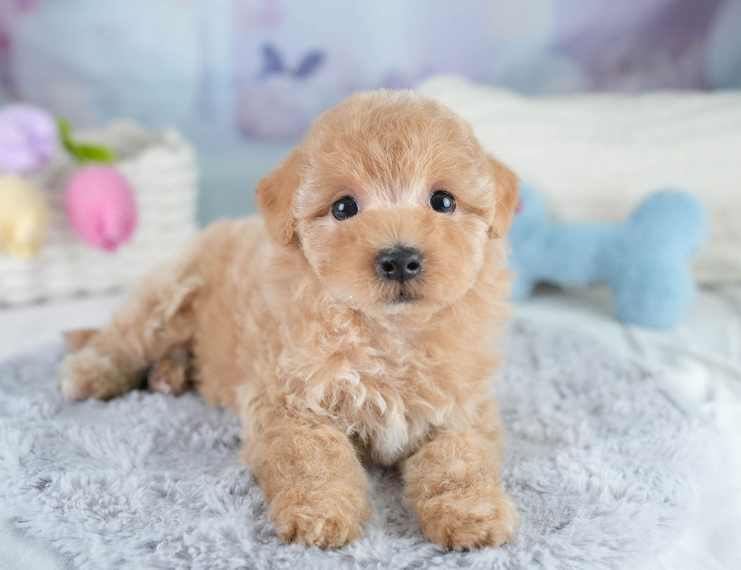 マルプー | 女の子 | アプリコット | 2025年10月19日