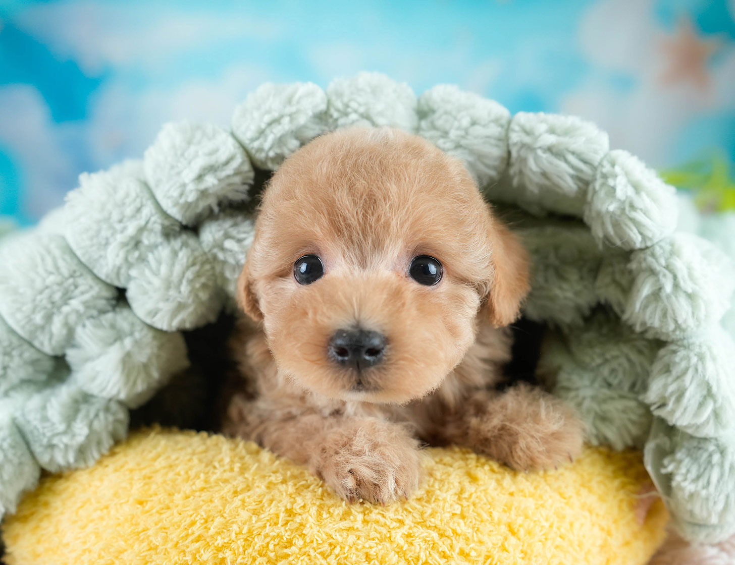 マルプー | 女の子 | アプリコット | 2025年10月19日