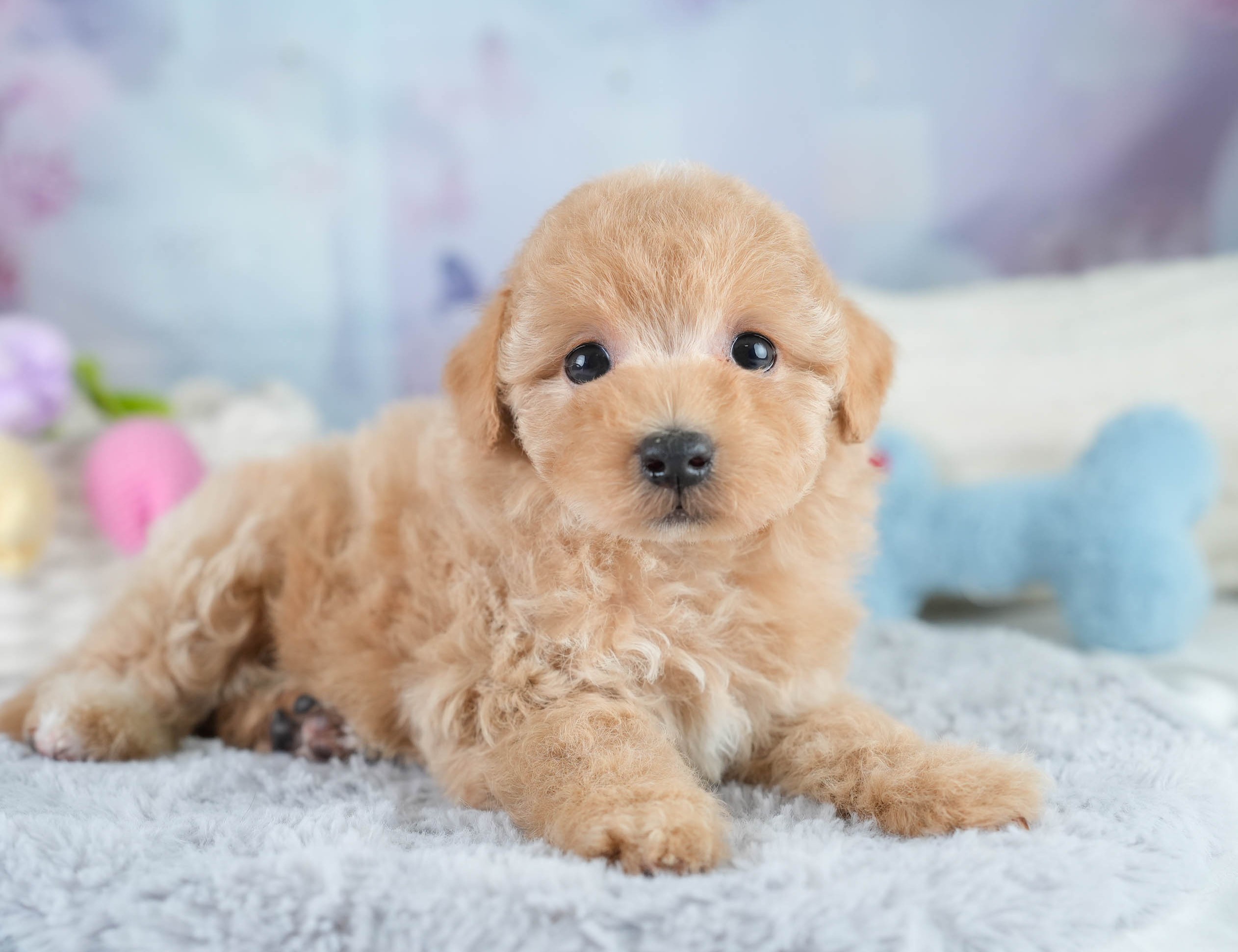 マルプー | 女の子 | アプリコット | 2025年10月19日