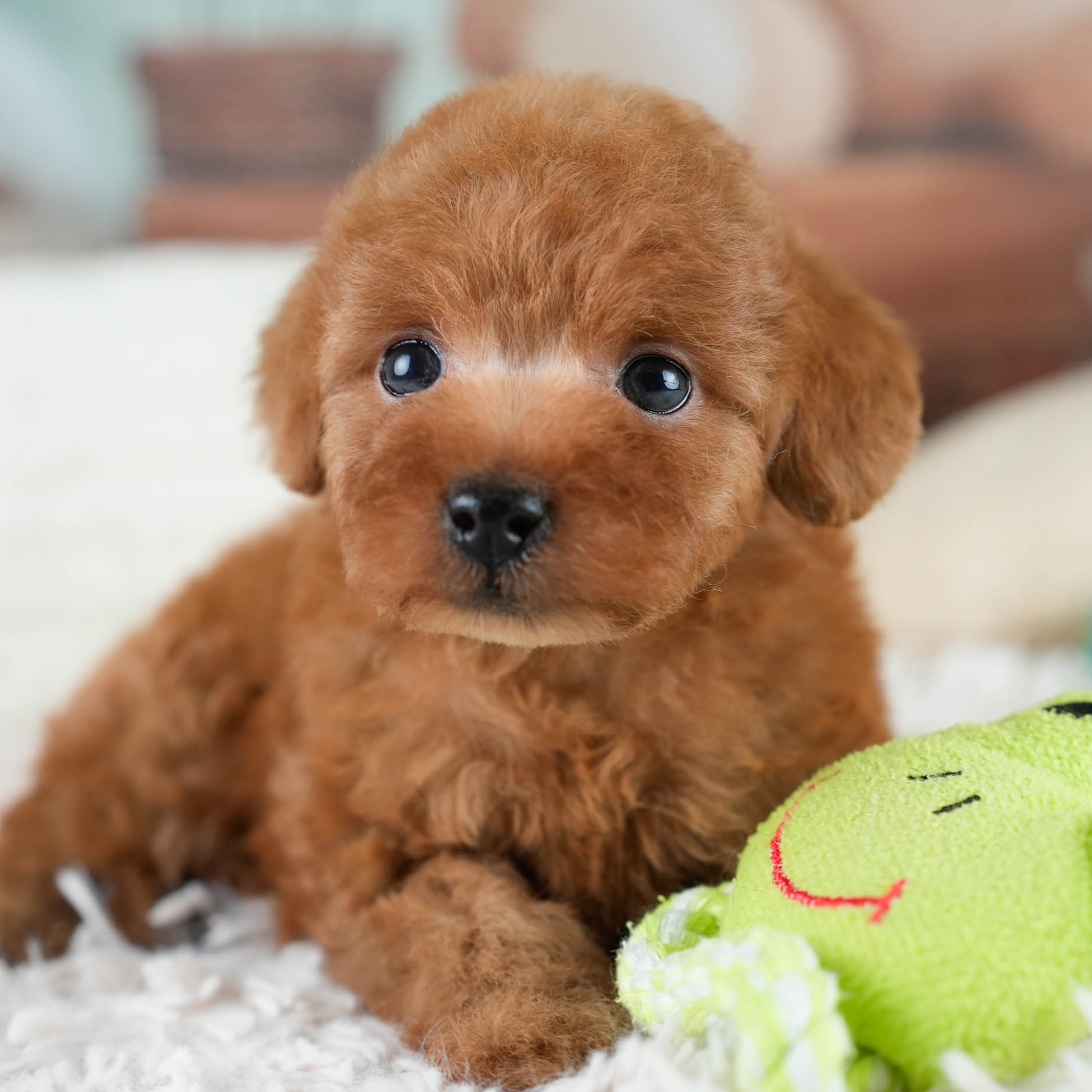 タイニー・プードル | 女の子 | レッド | 2025年10月20日