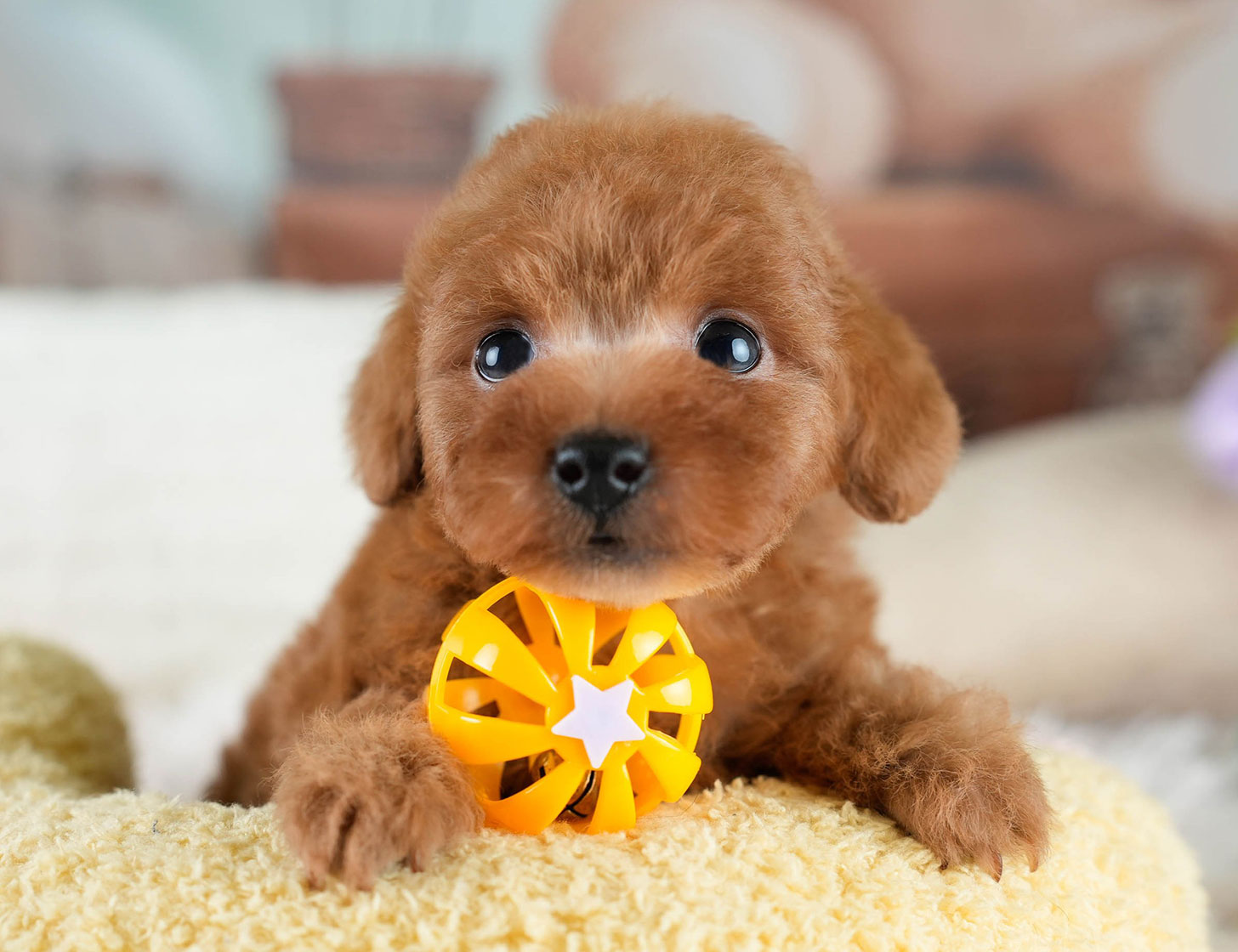 タイニー・プードル | 女の子 | レッド | 2025年10月20日