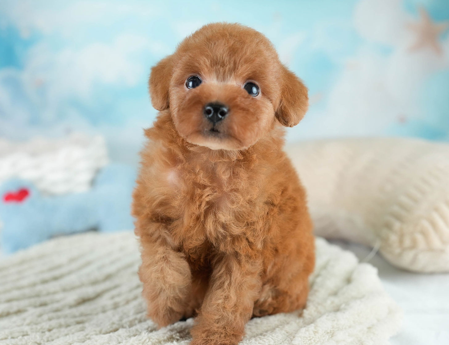 タイニー・プードル | 女の子 | レッド | 2025年10月20日