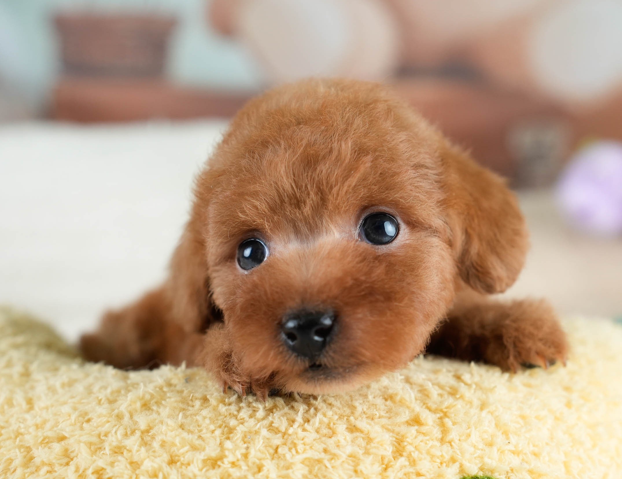 タイニー・プードル | 女の子 | レッド | 2025年10月20日