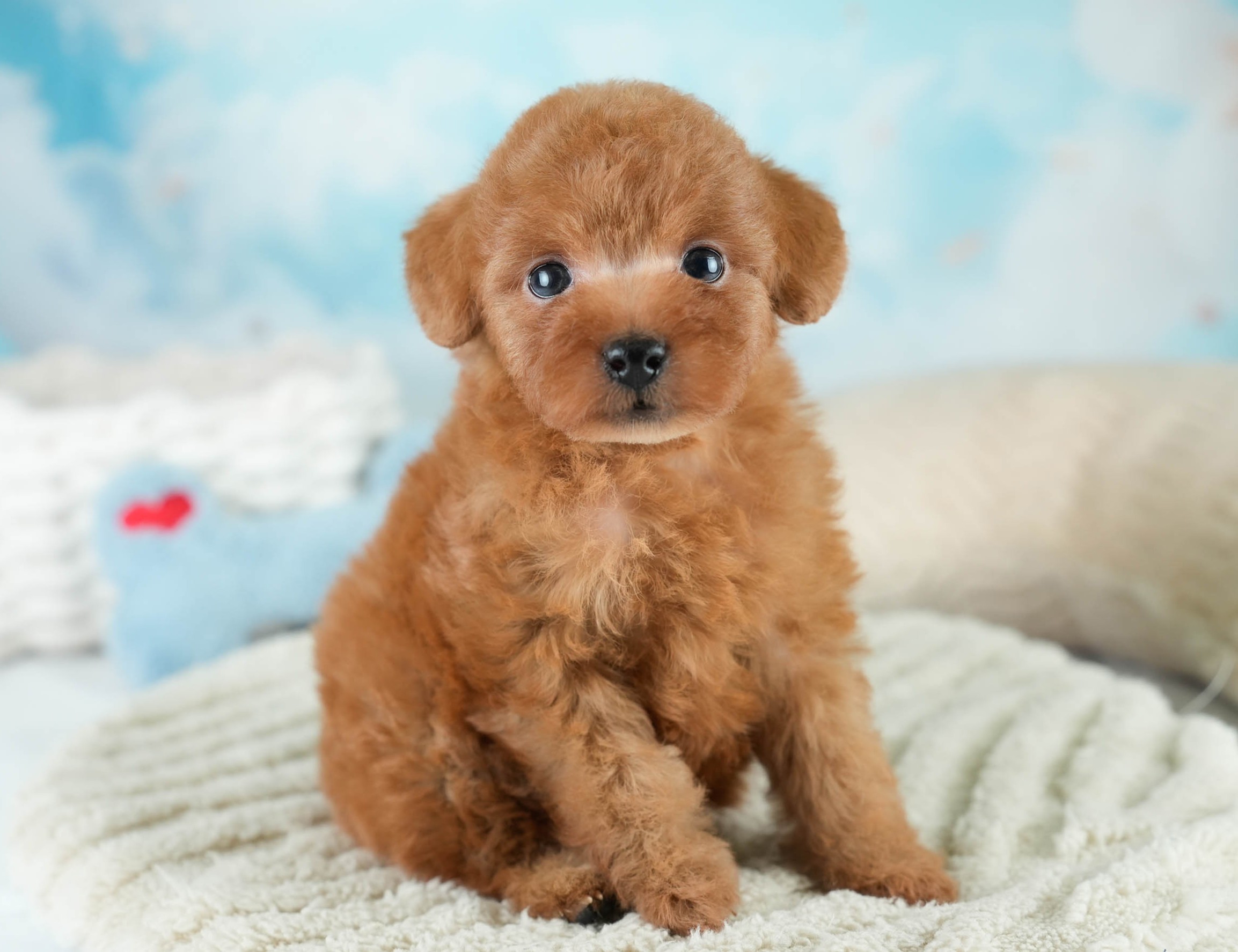 タイニー・プードル | 女の子 | レッド | 2025年10月20日