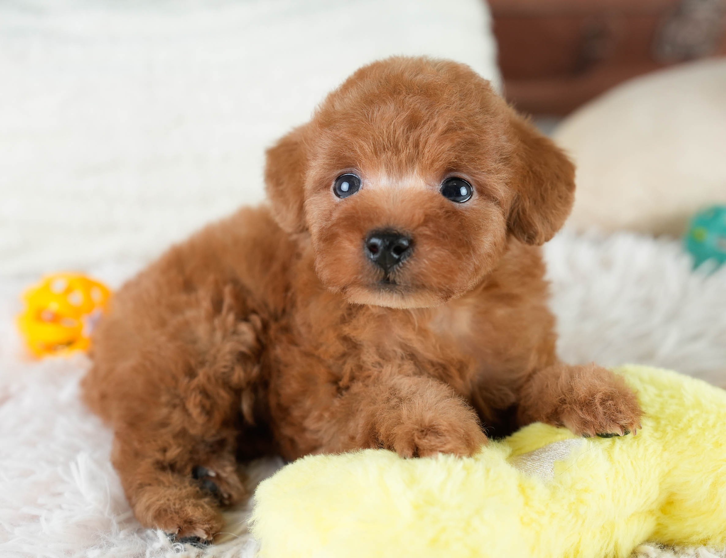 タイニー・プードル | 女の子 | レッド | 2025年10月20日