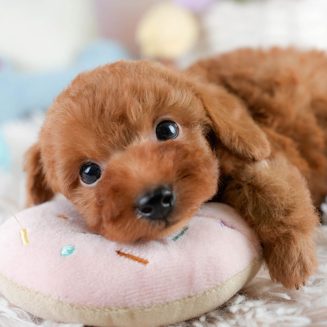 タイニー・プードル | 男の子 | レッド | 2025年10月20日