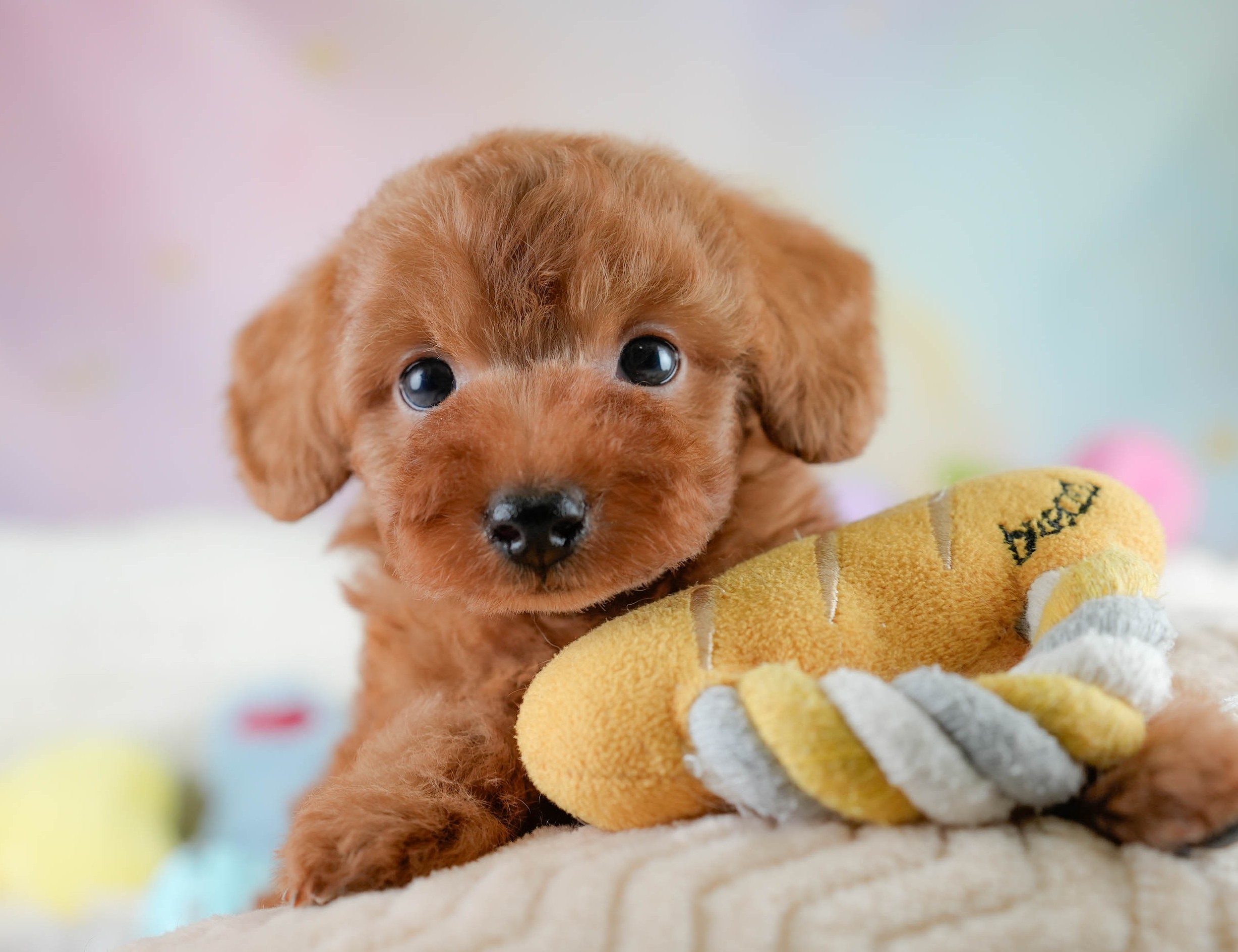 タイニー・プードル | 男の子 | レッド | 2025年10月20日