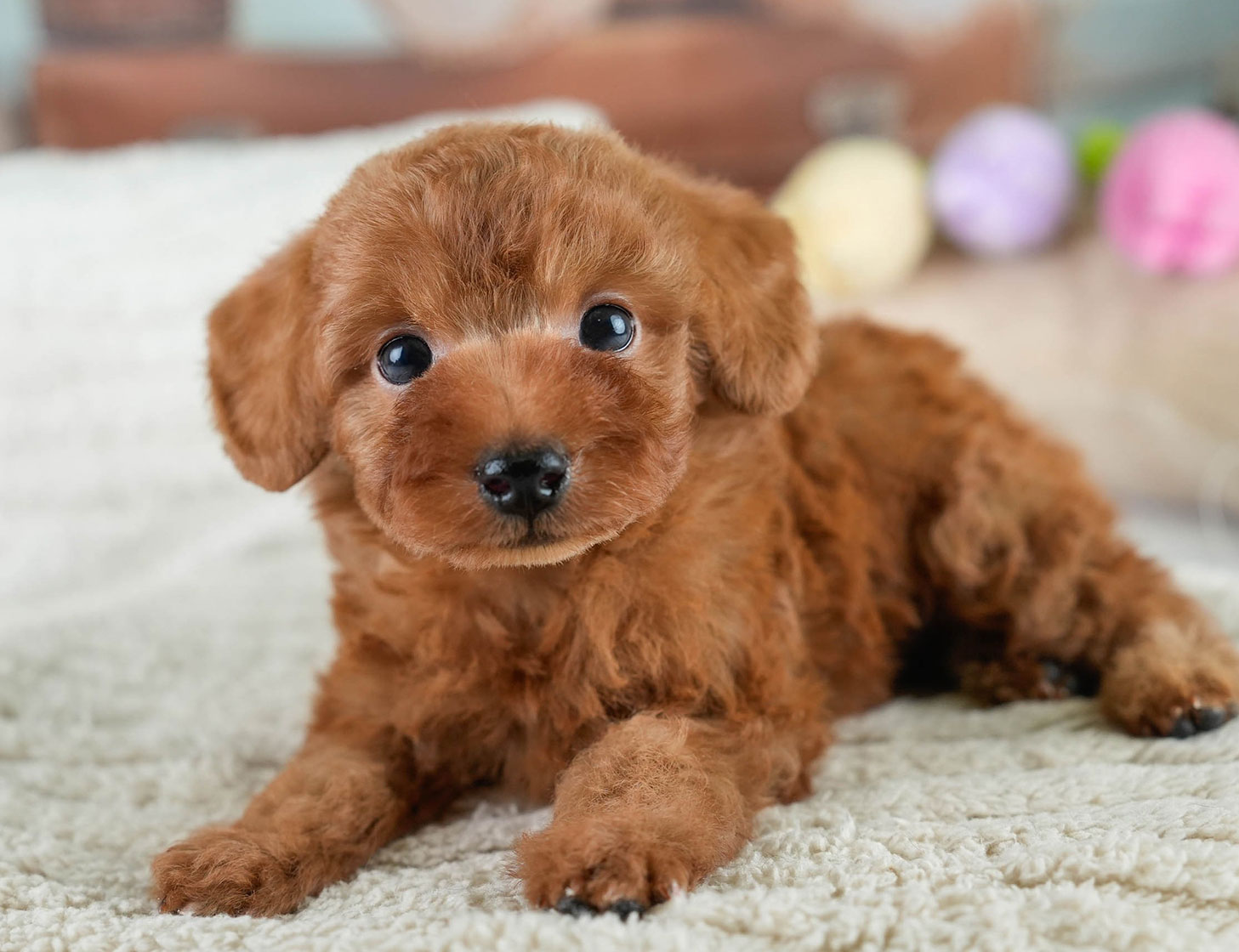 タイニー・プードル | 男の子 | レッド | 2025年10月20日