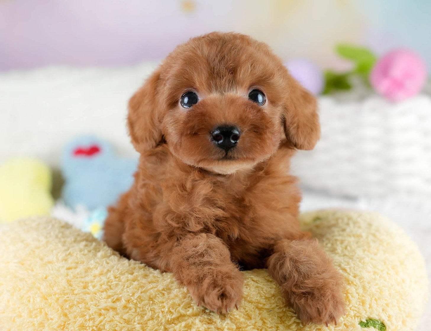 タイニー・プードル | 男の子 | レッド | 2025年10月20日