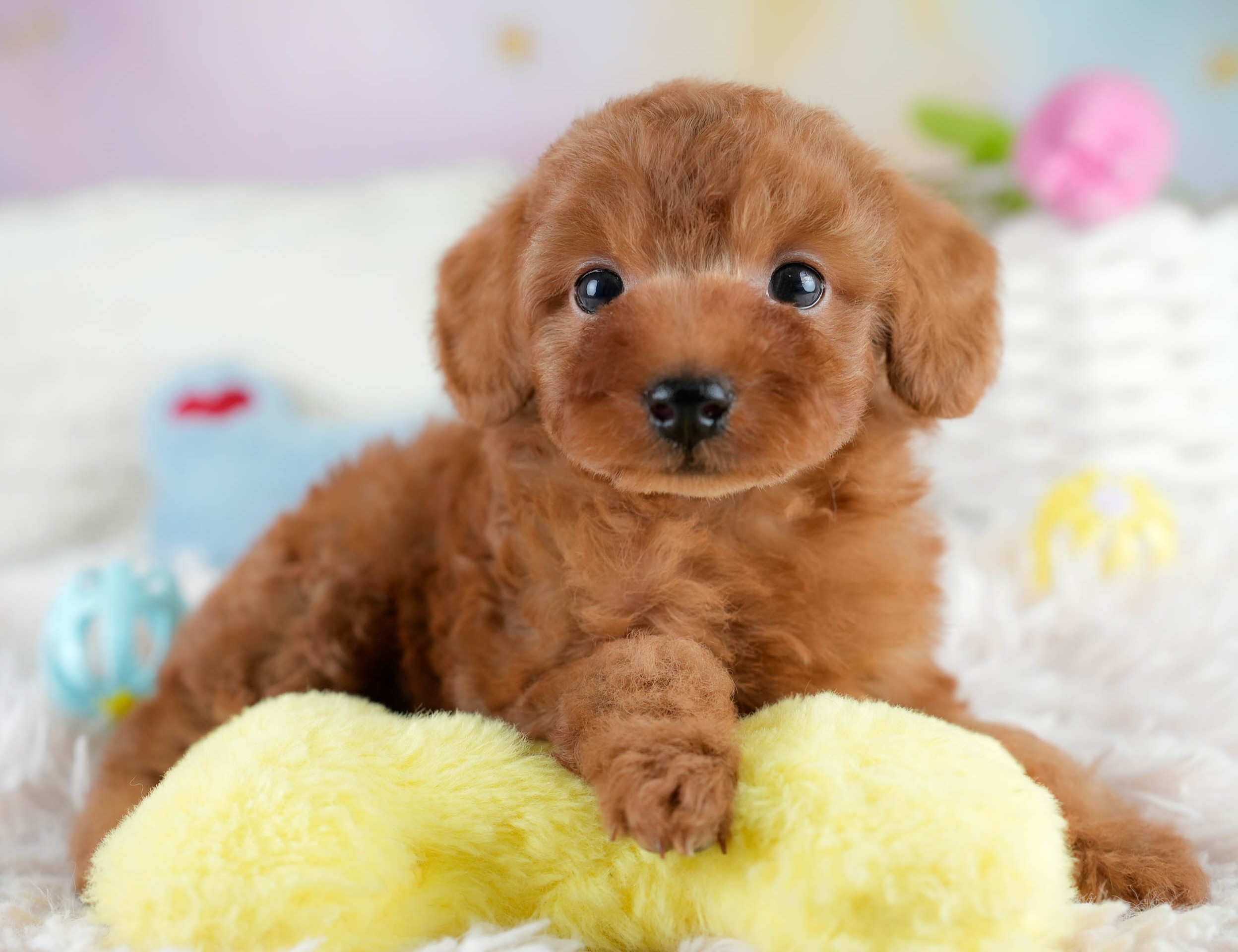 タイニー・プードル | 男の子 | レッド | 2025年10月20日