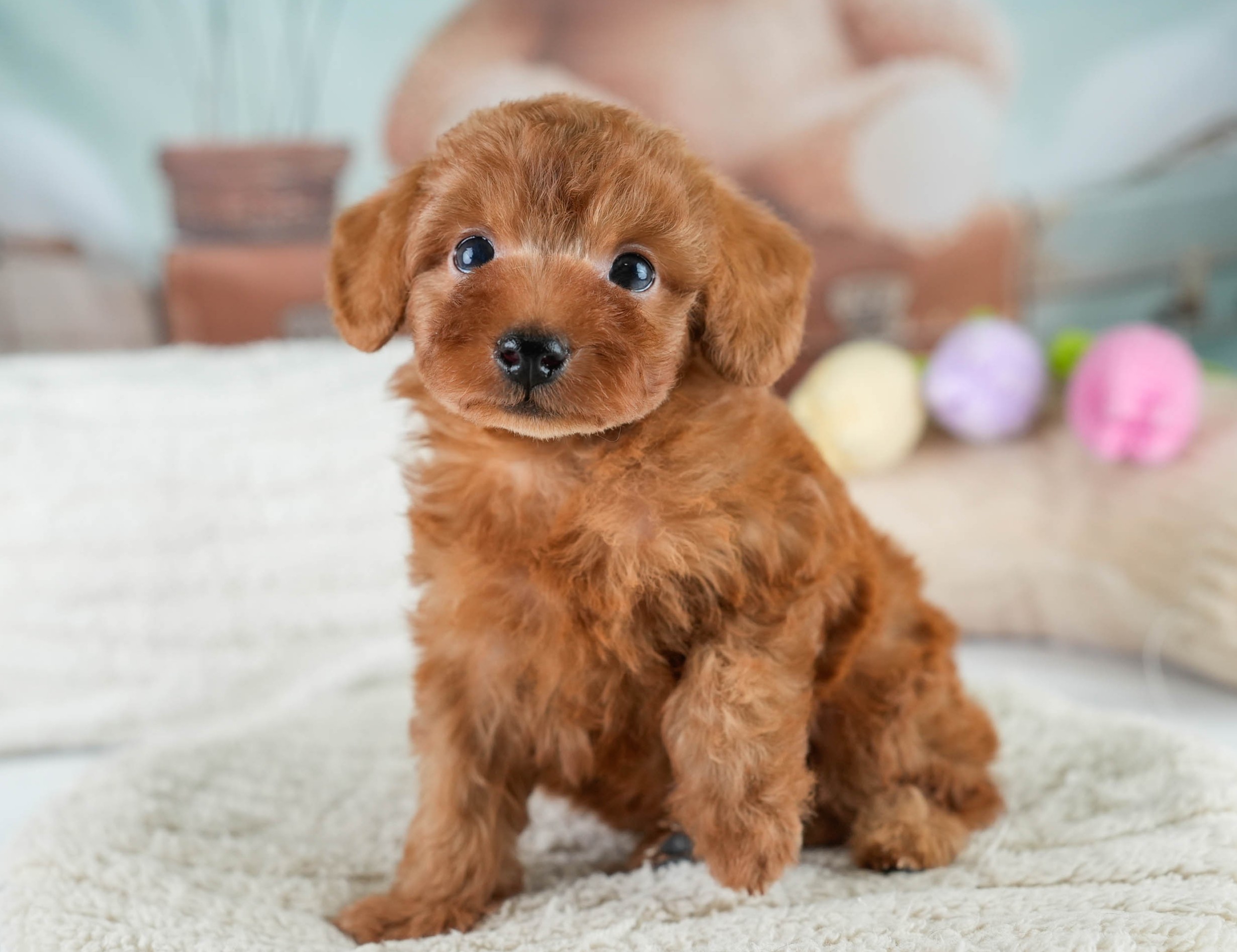 タイニー・プードル | 男の子 | レッド | 2025年10月20日