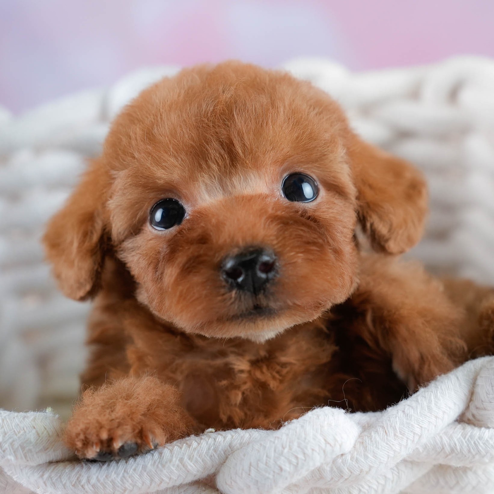 タイニー・プードル | 女の子 | レッド | 2025年10月20日