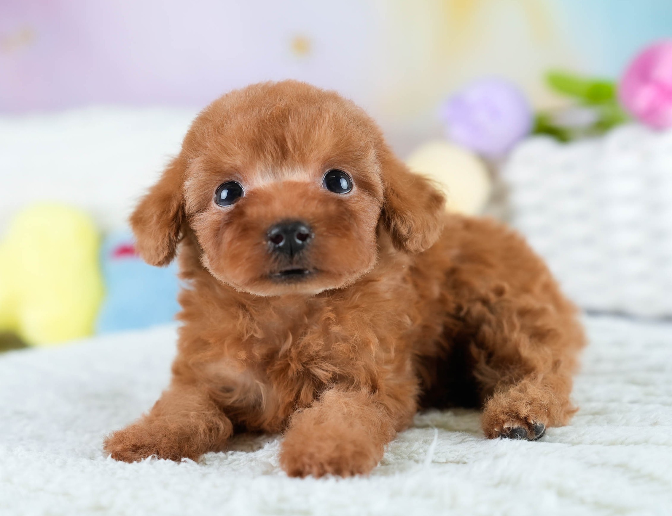 タイニー・プードル | 女の子 | レッド | 2025年10月20日