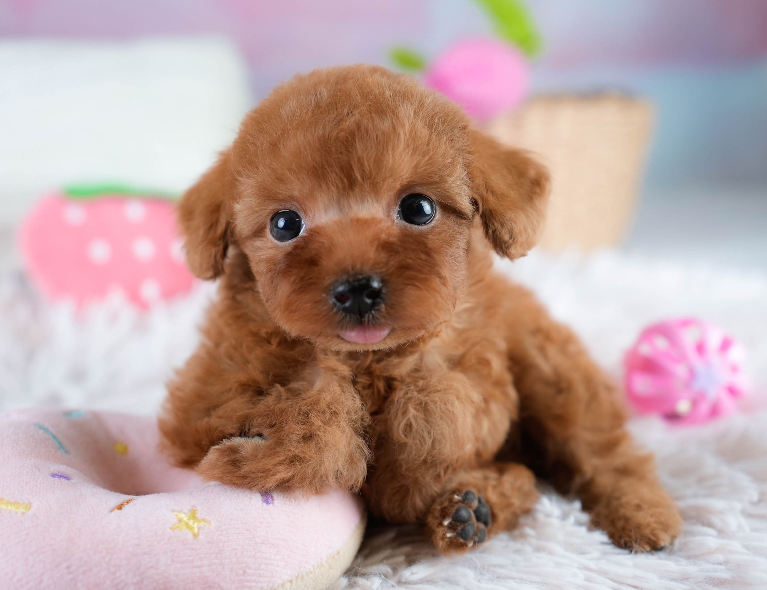 タイニー・プードル | 女の子 | レッド | 2025年10月20日