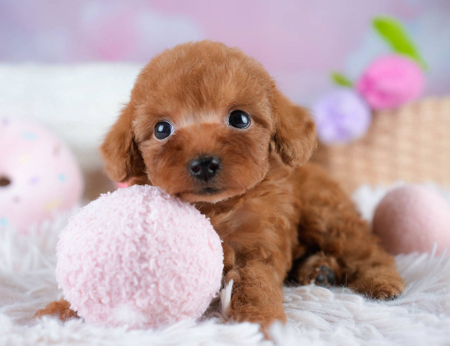 タイニー・プードル | 女の子 | レッド | 2025年10月20日