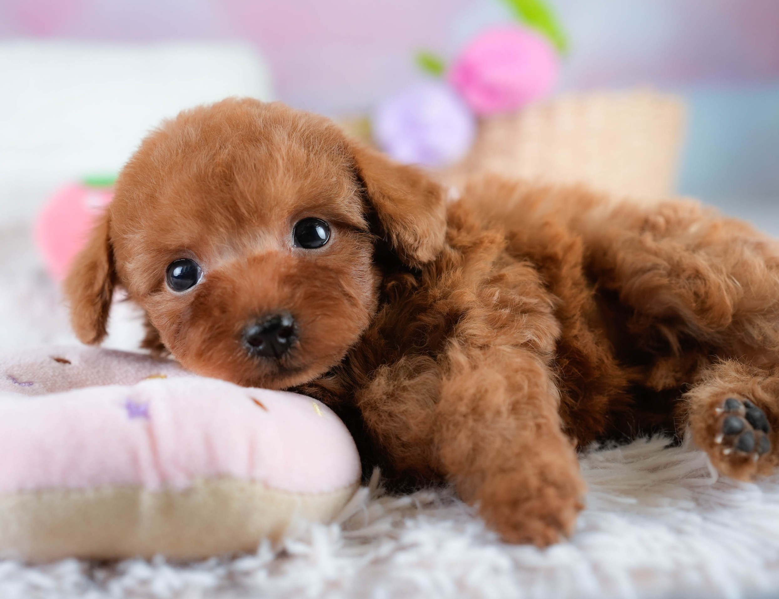 タイニー・プードル | 女の子 | レッド | 2025年10月20日