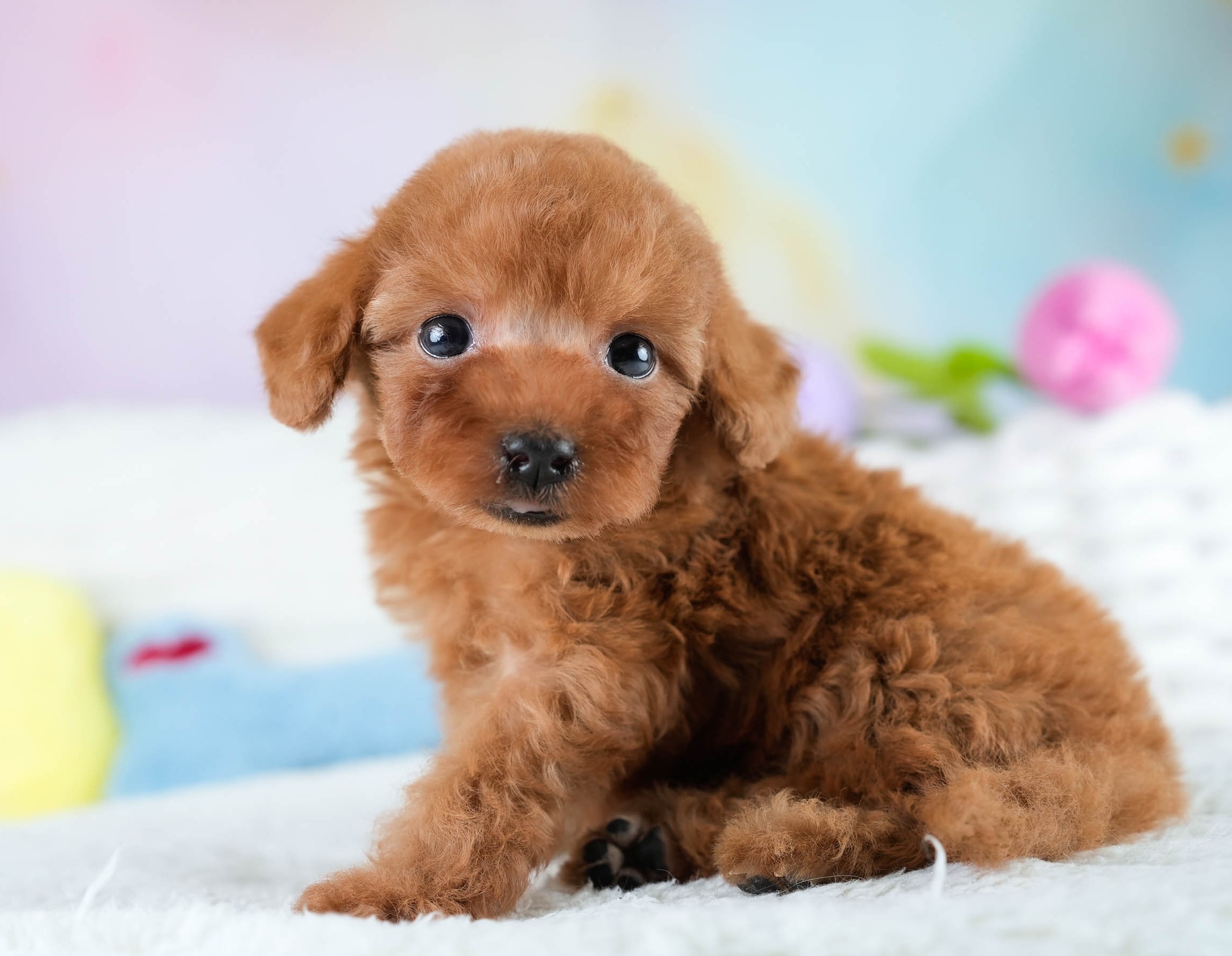 タイニー・プードル | 女の子 | レッド | 2025年10月20日