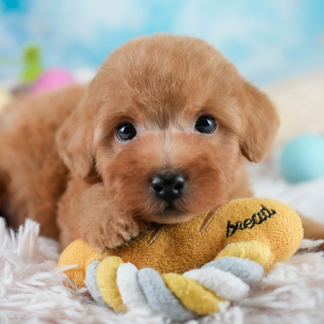 タイニー・プードル | 男の子 | レッド | 2025年10月20日